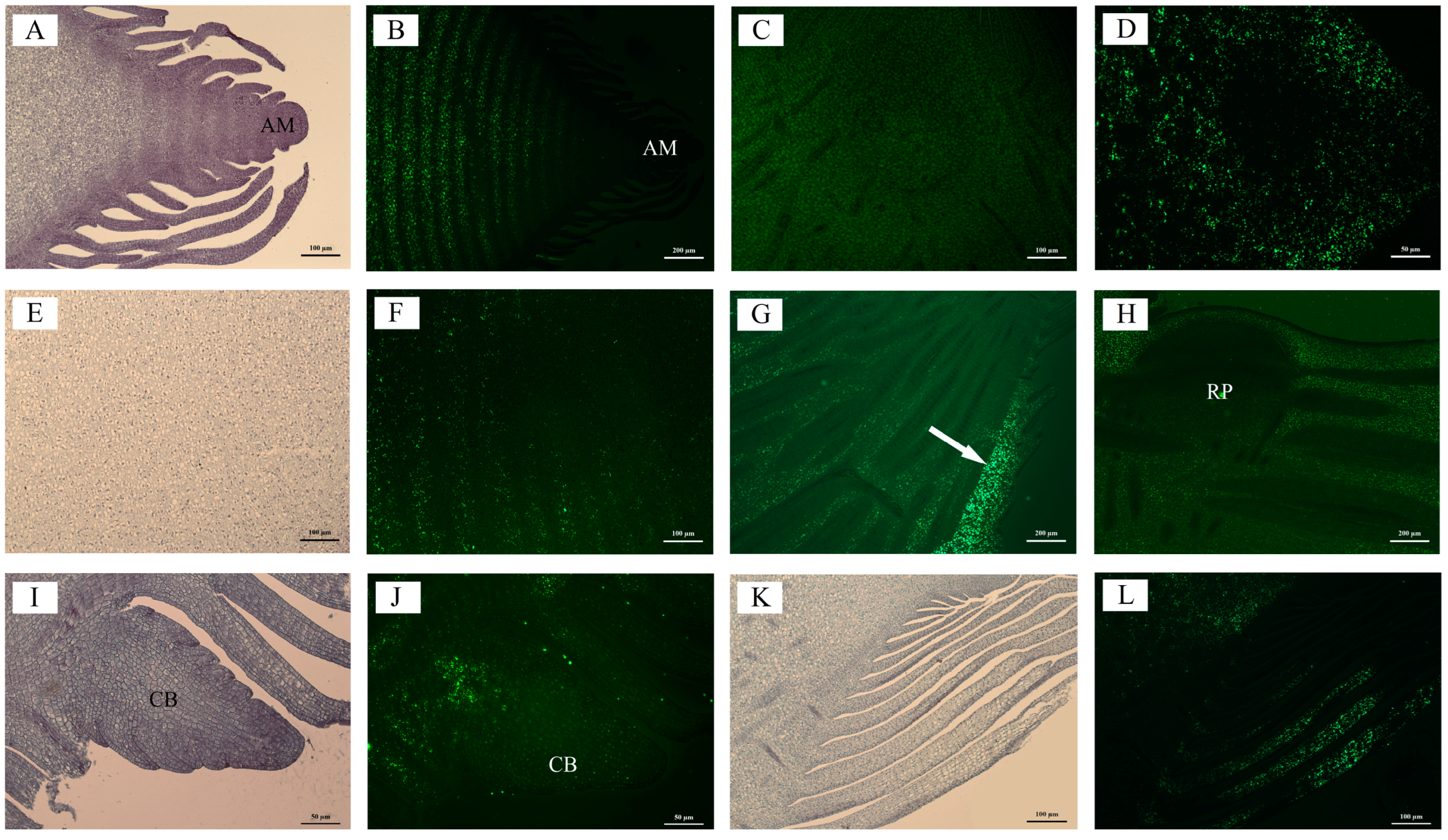 Plants 13 00002 g004