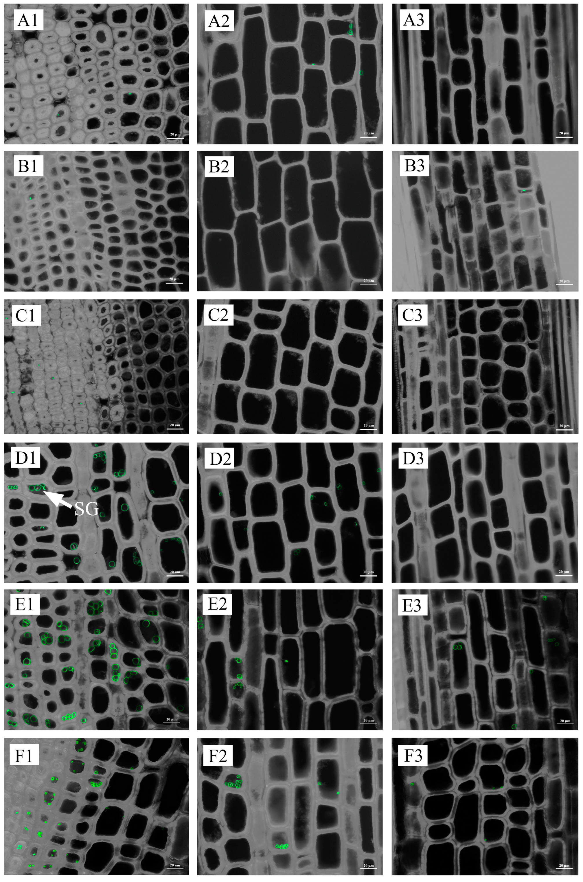 Plants 13 00002 g007