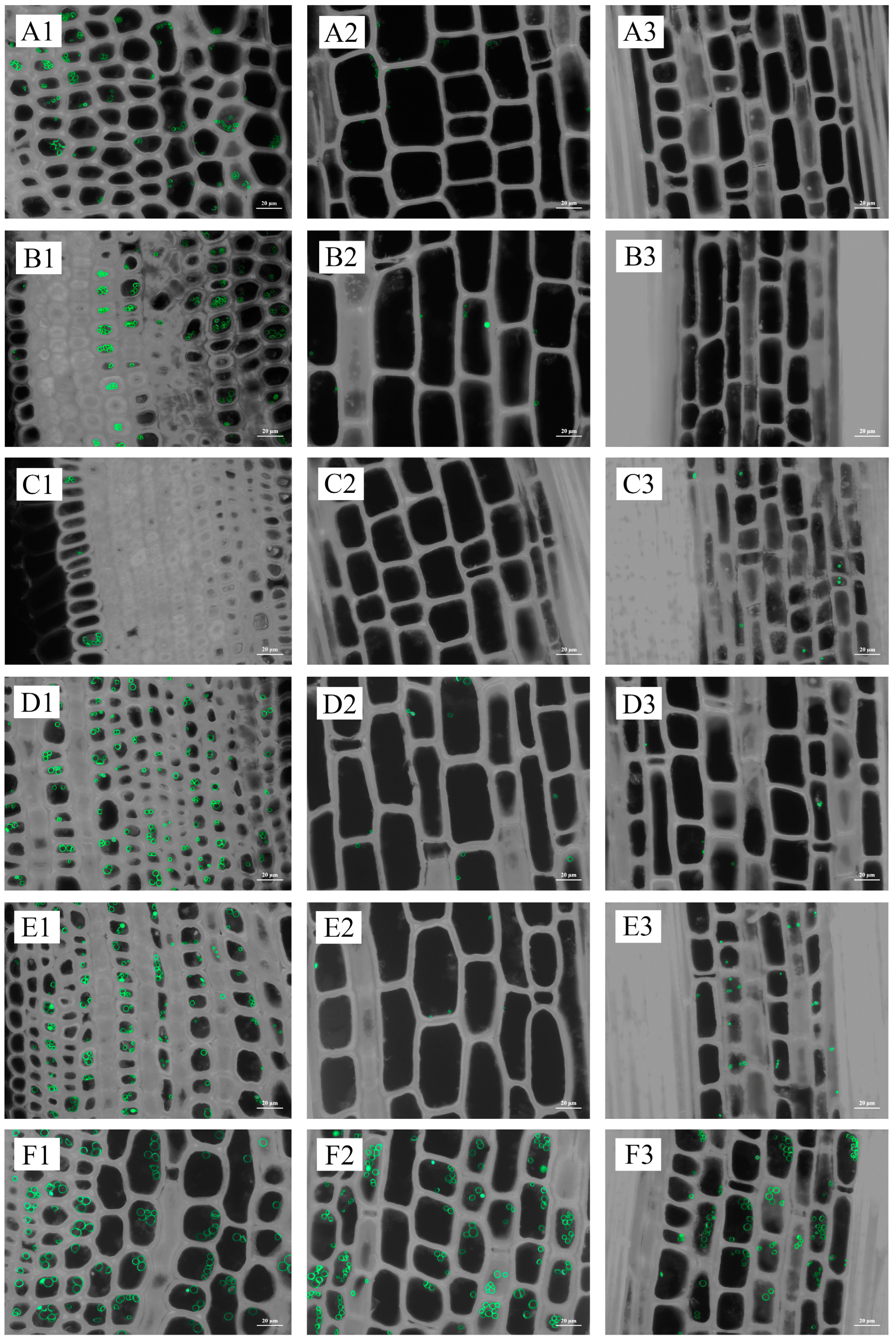 Plants 13 00002 g008