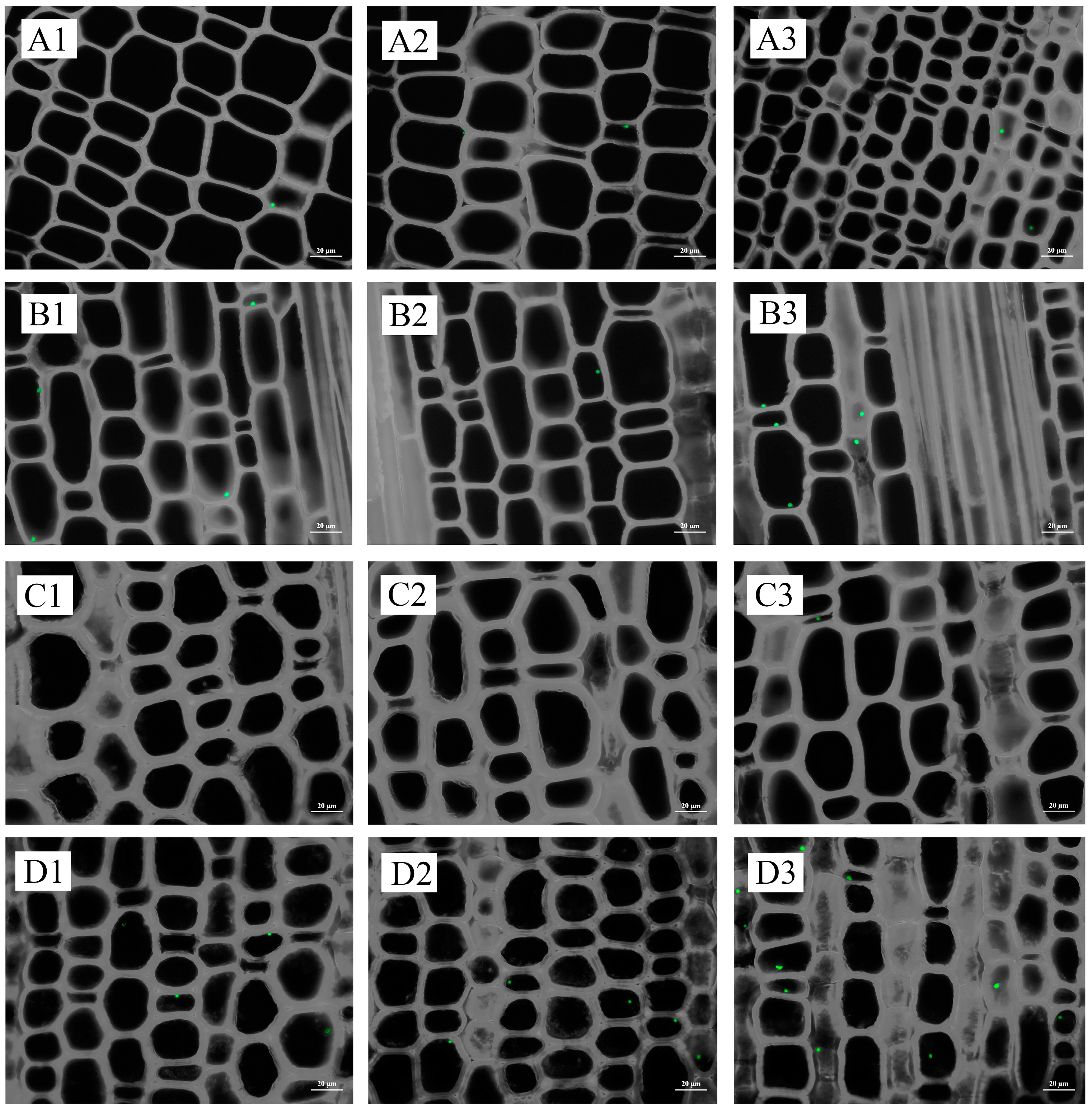 Plants 13 00002 g010