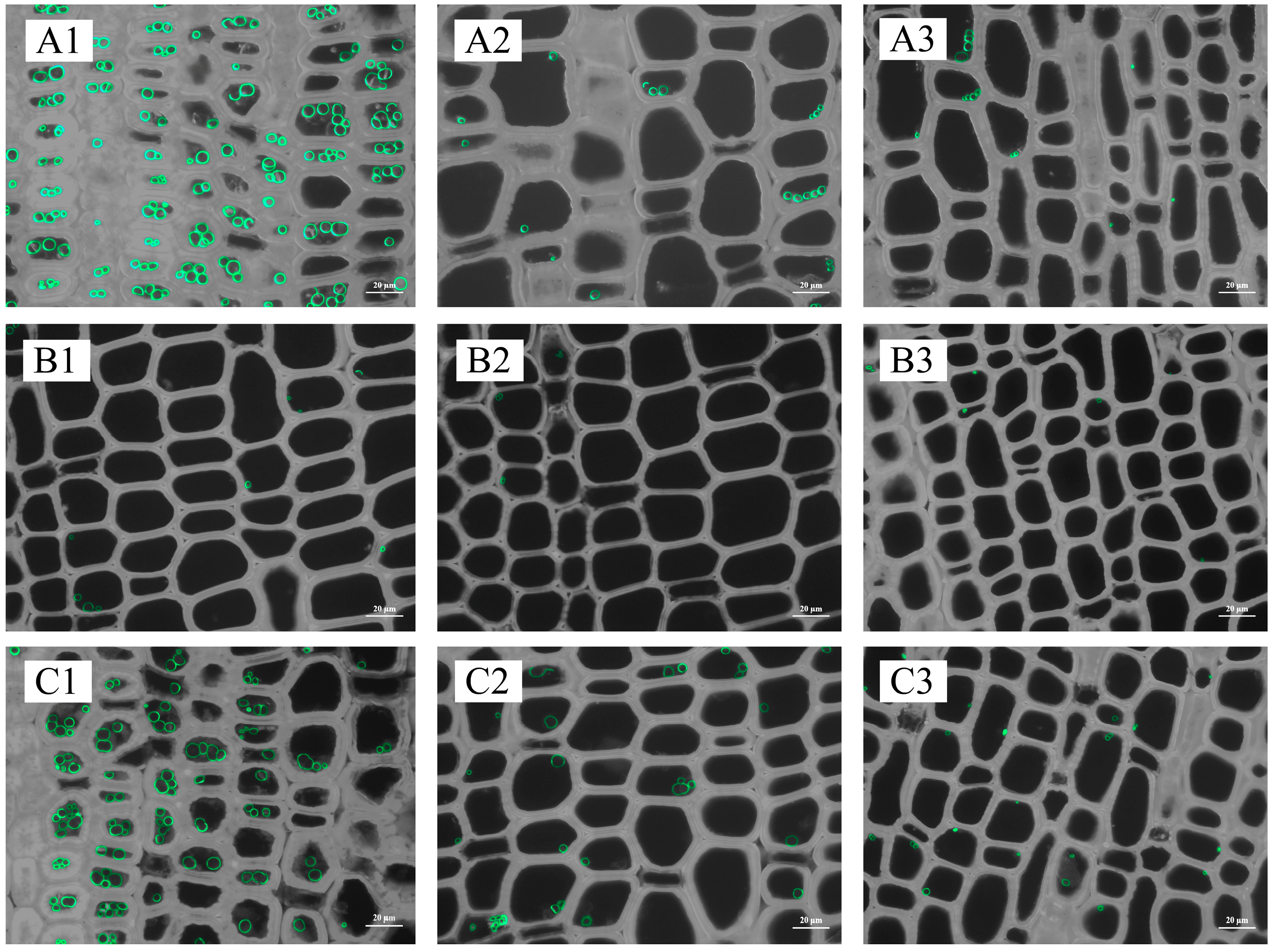 Plants 13 00002 g011