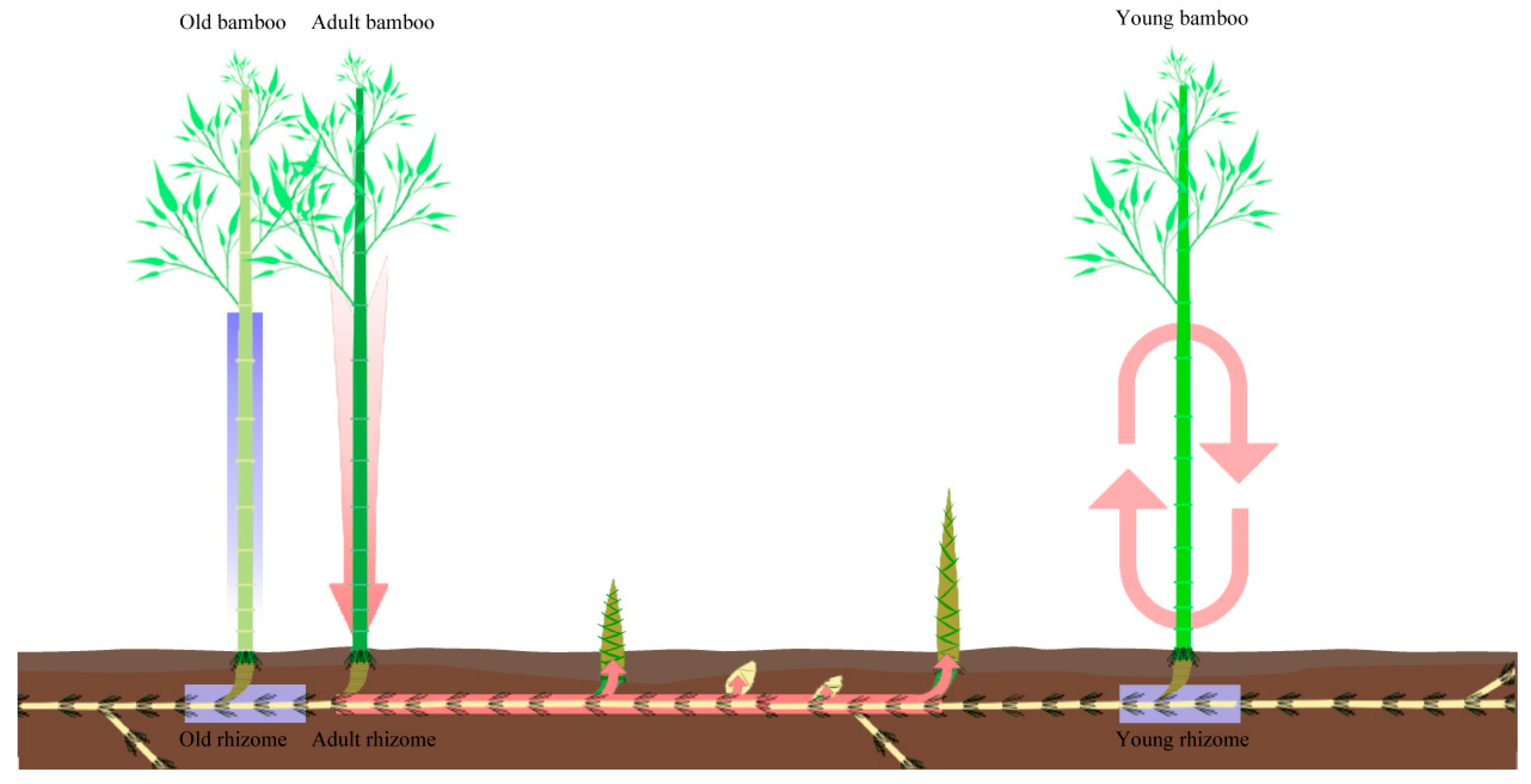 Plants 13 00002 g012
