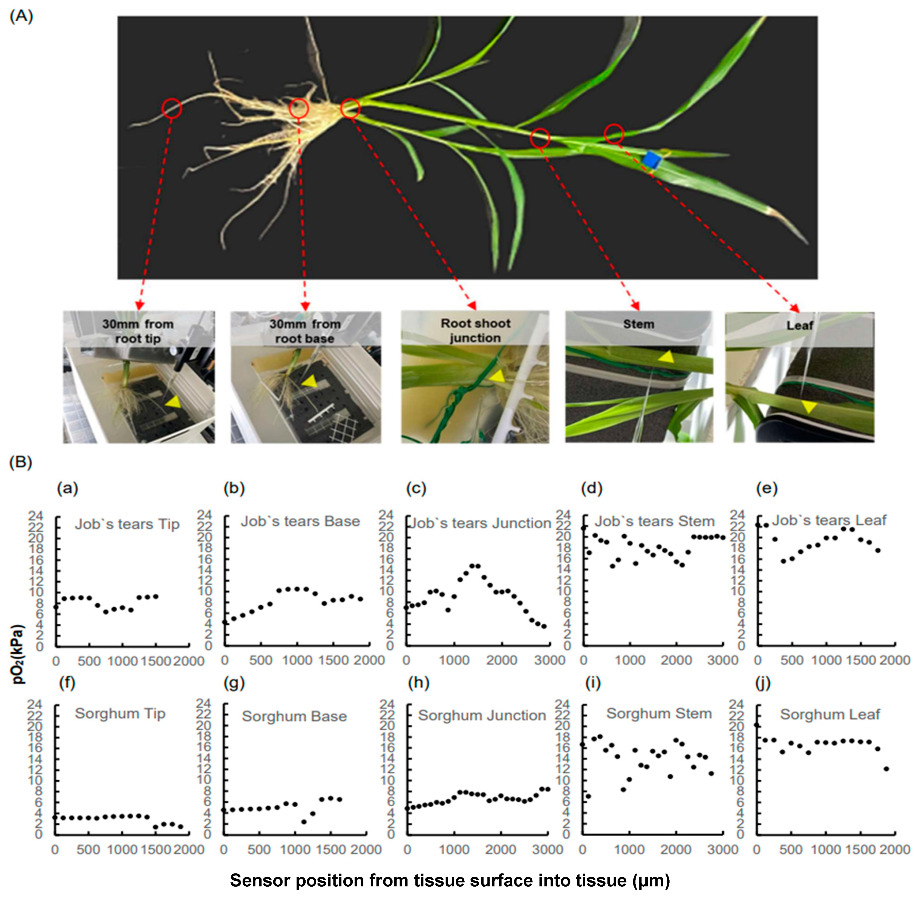 Plants 13 00003 g001