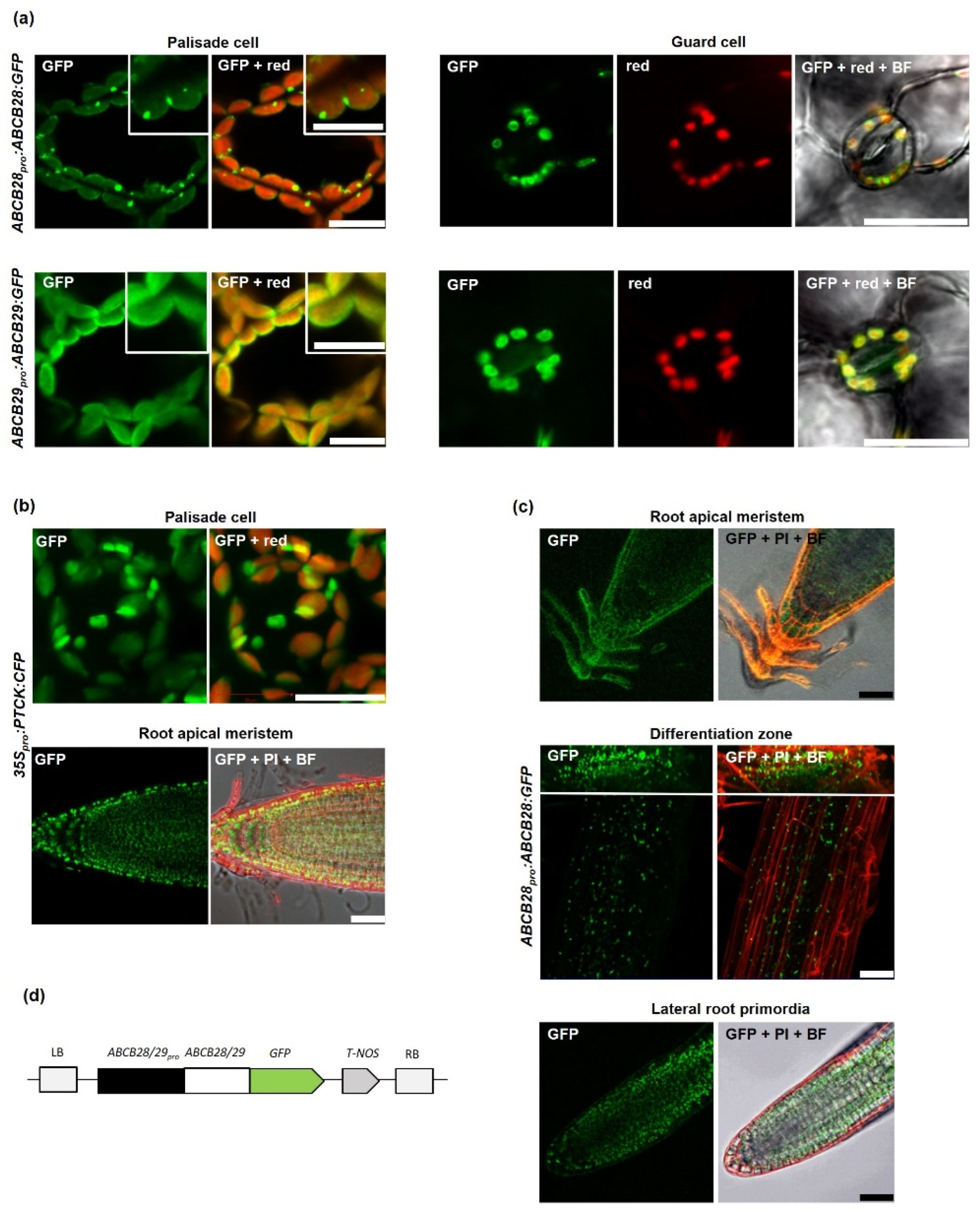 Plants 13 00007 g001