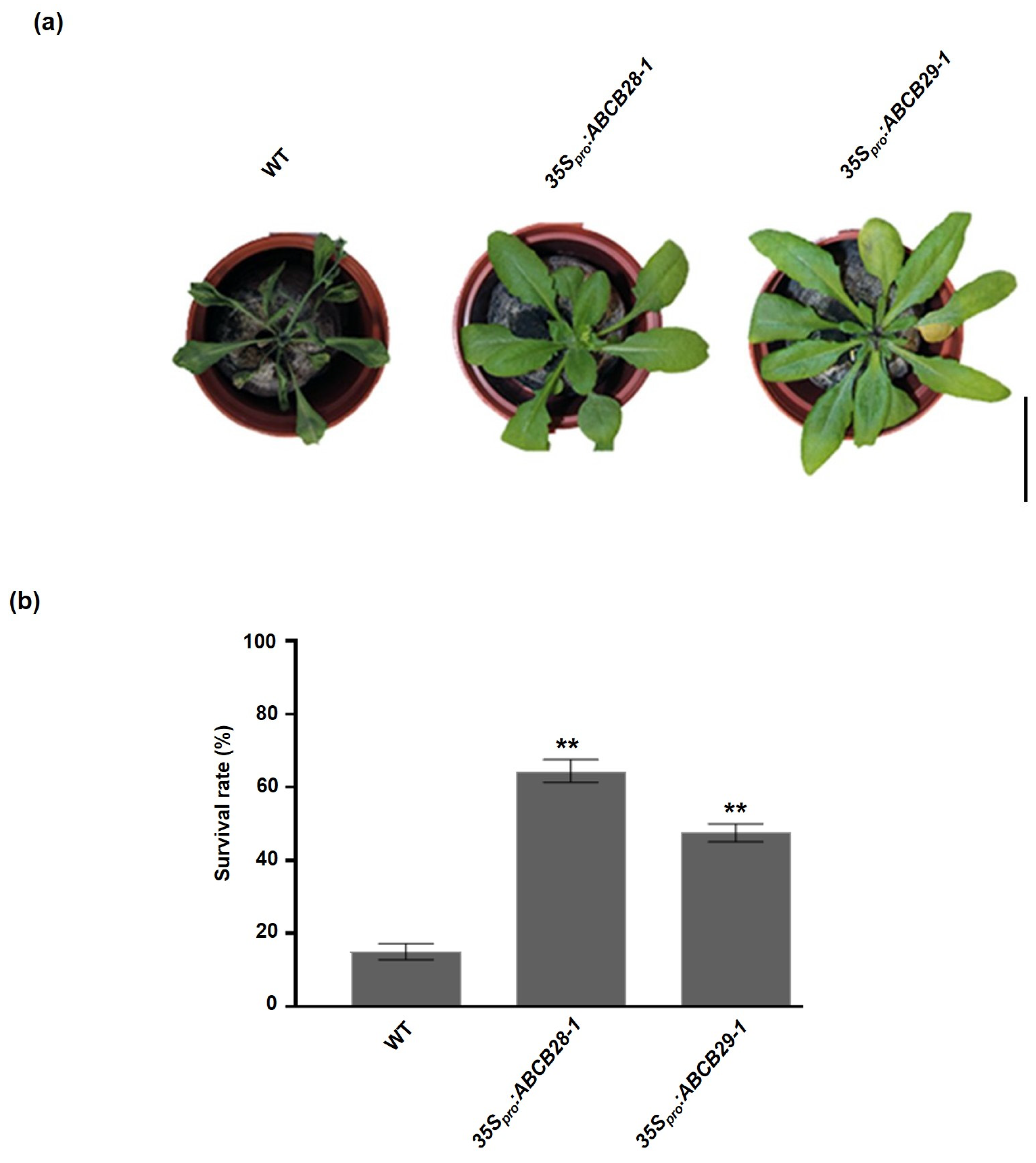 Plants 13 00007 g006