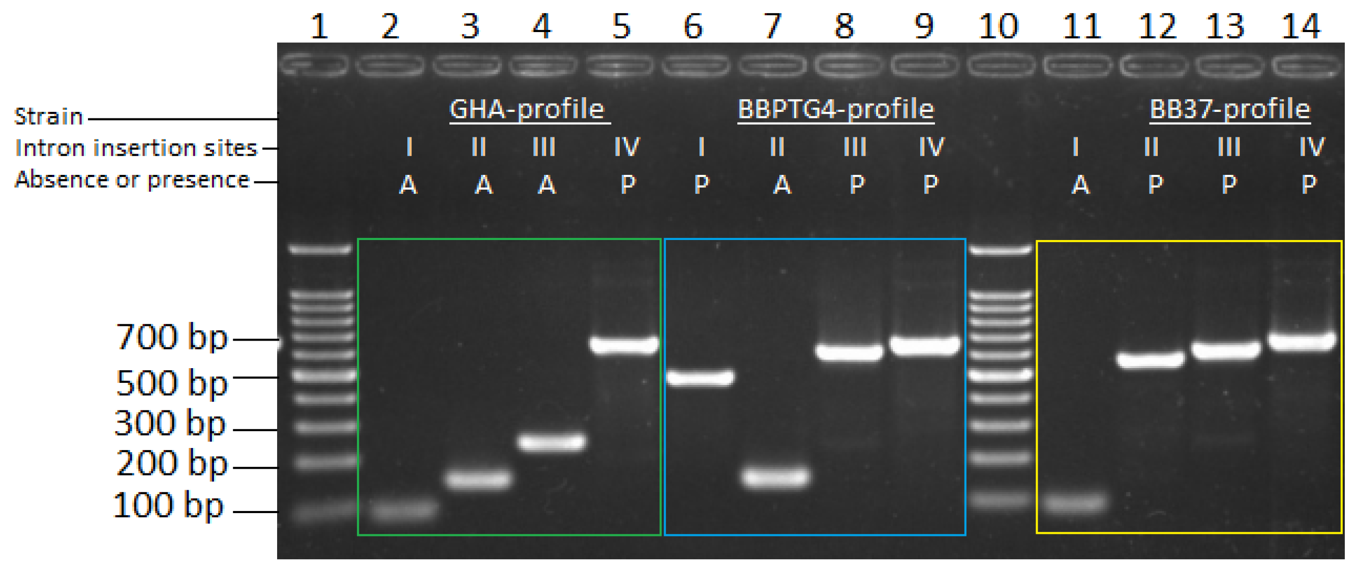 Plants 13 00022 g001