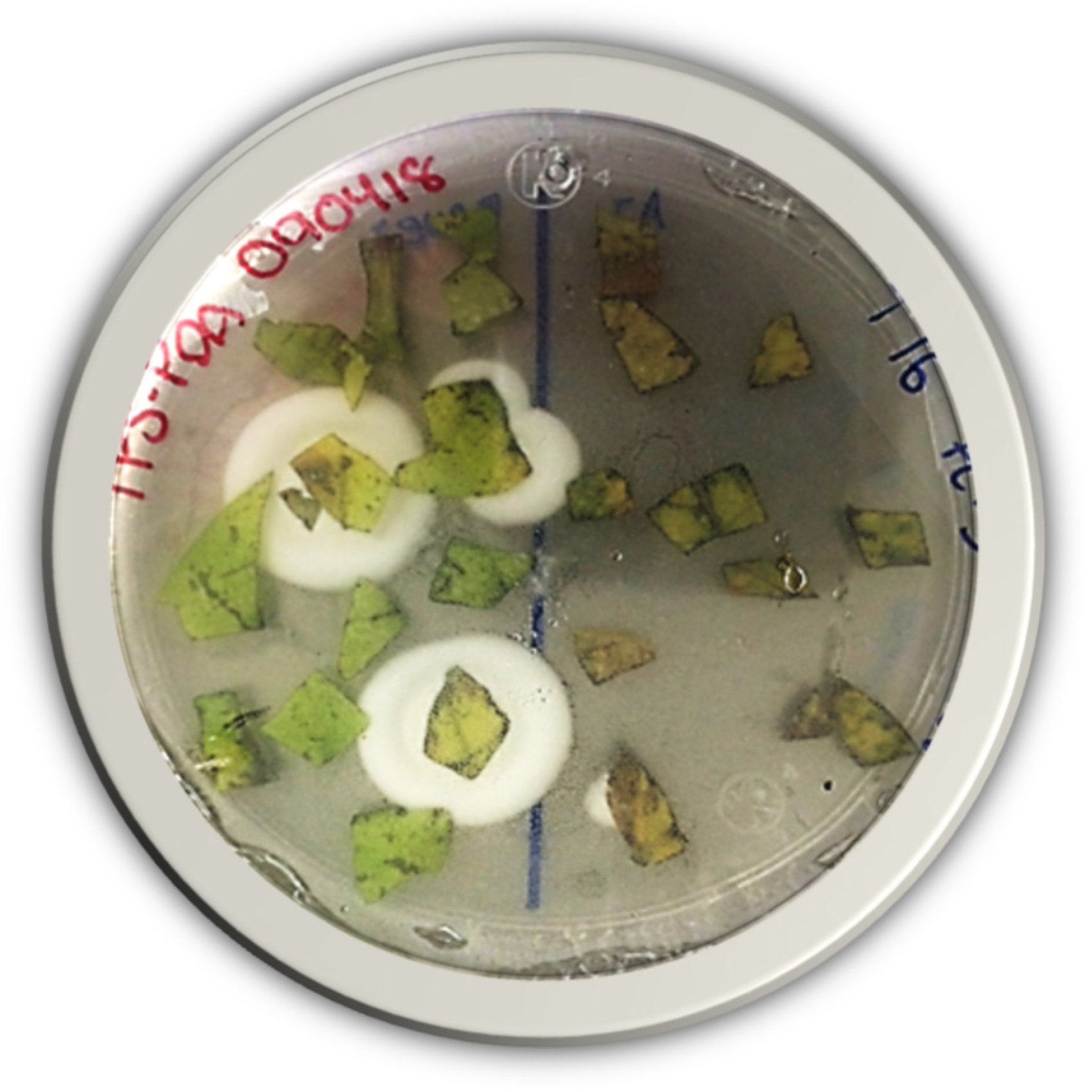 Plants 13 00022 g005