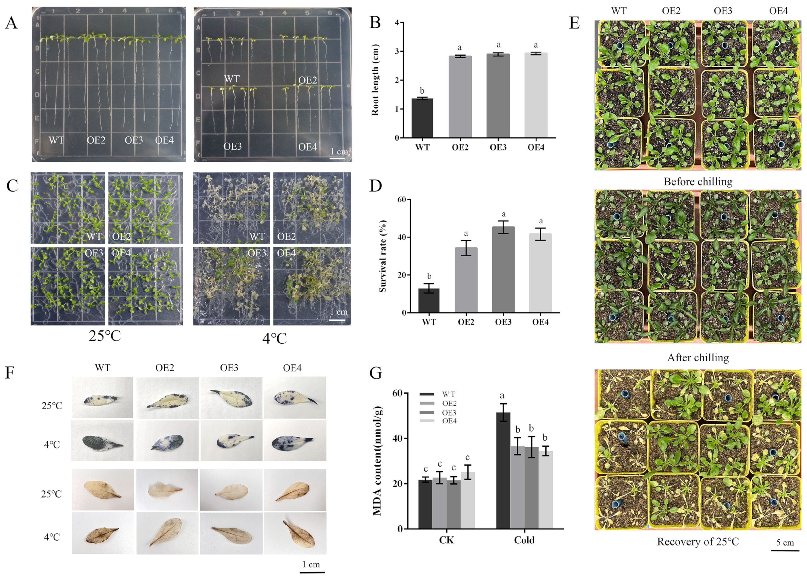 Plants 13 00024 g003