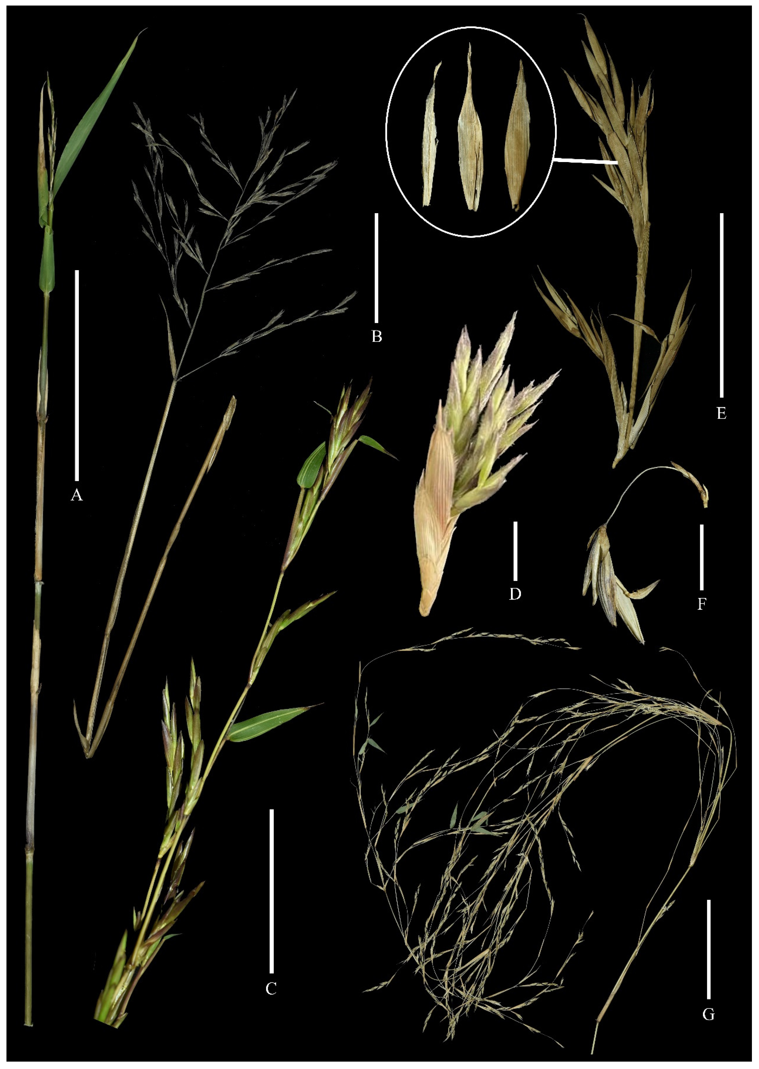 Plants 13 00029 g001