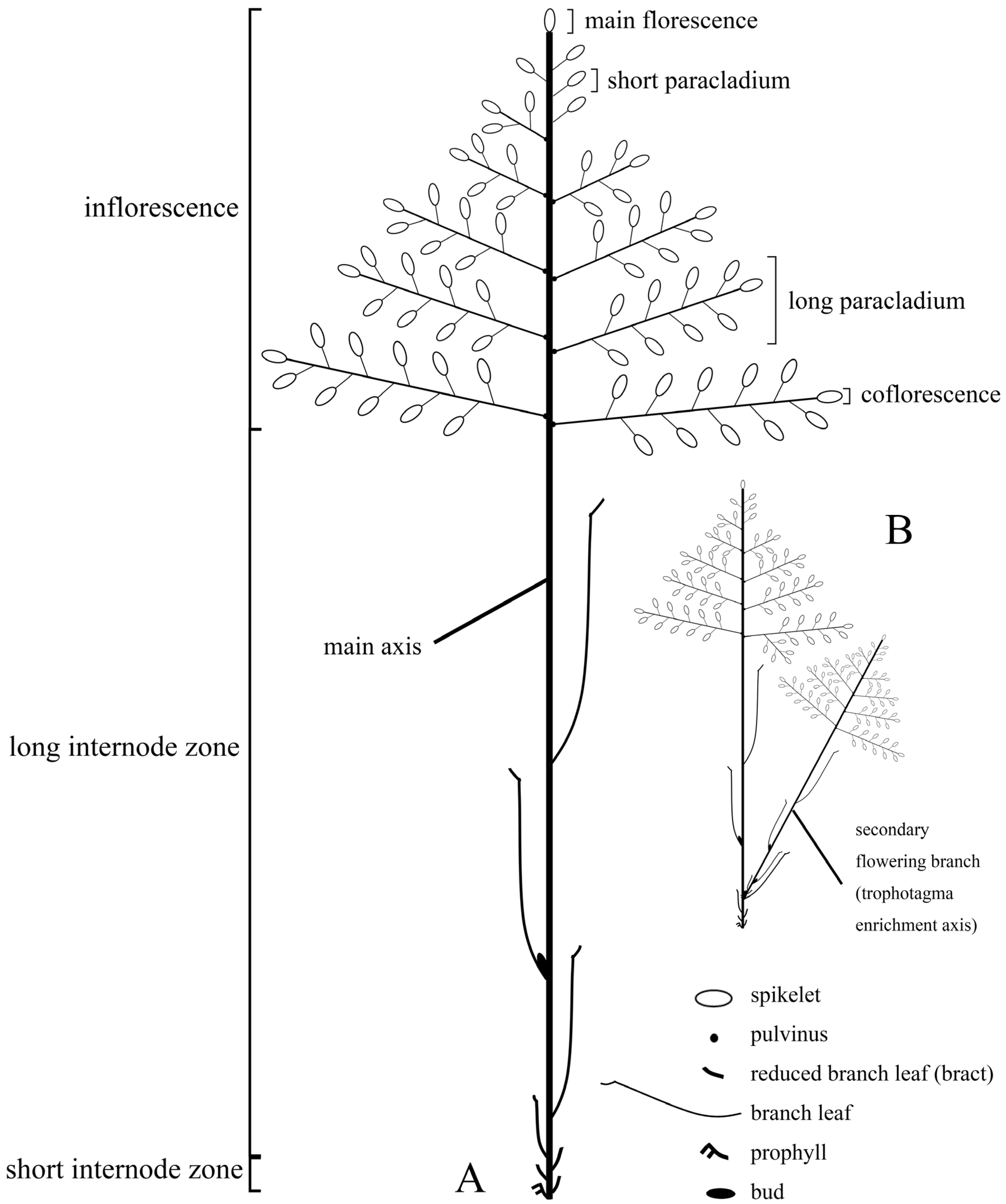 Plants 13 00029 g002