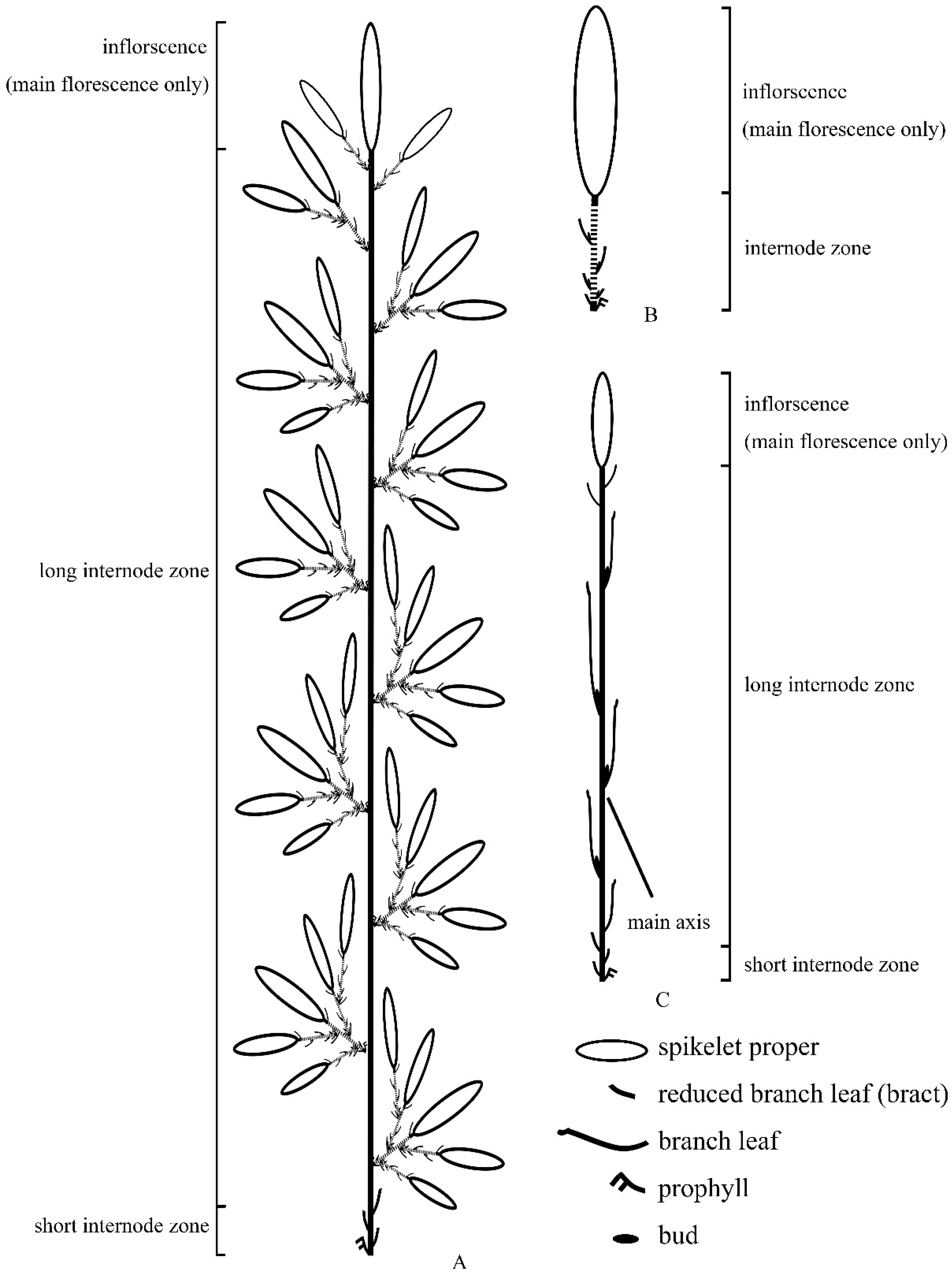 Plants 13 00029 g003