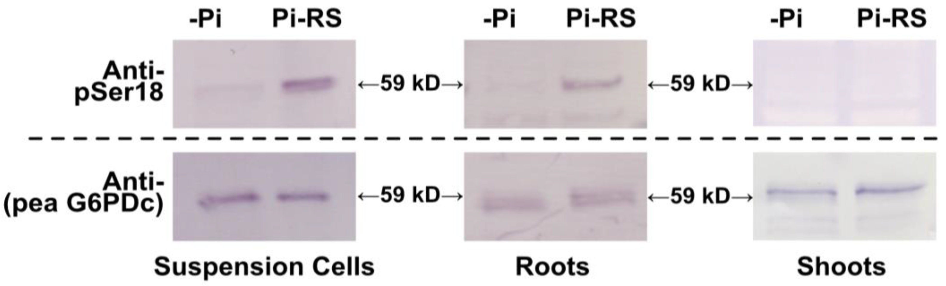 Plants 13 00031 g006