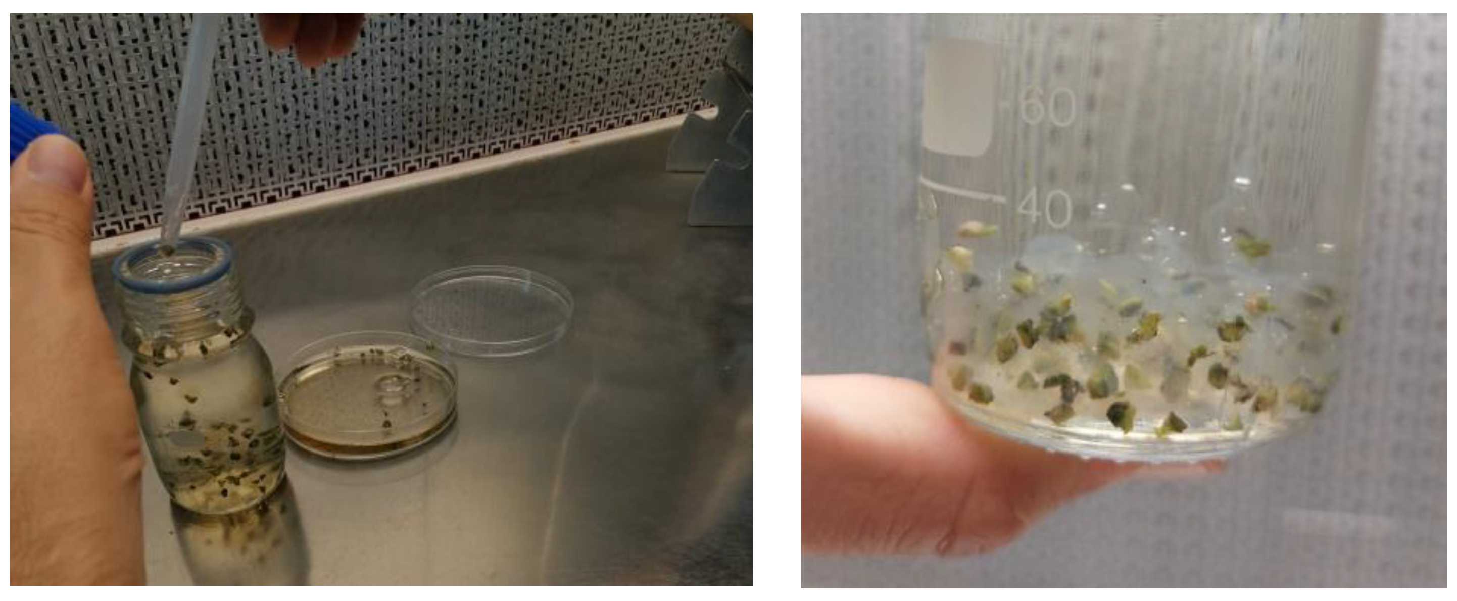 Plants 13 00032 g010