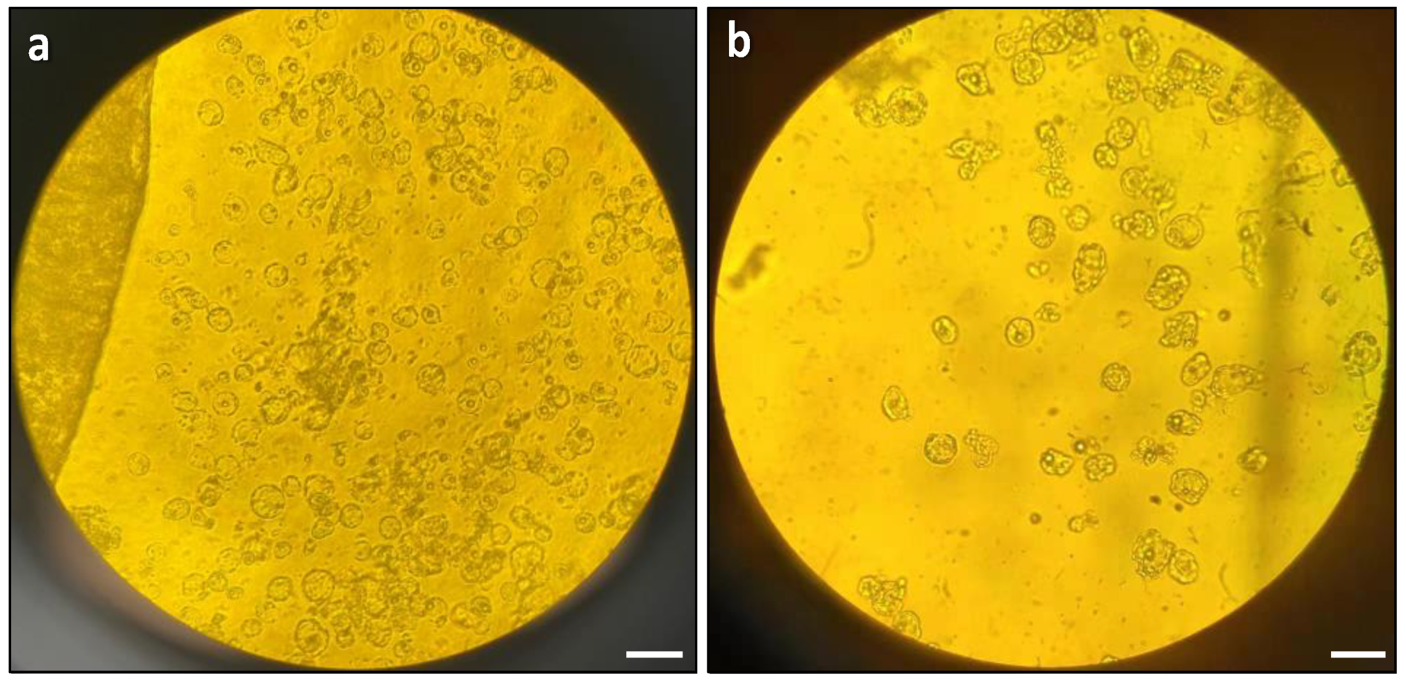 Plants 13 00040 g002