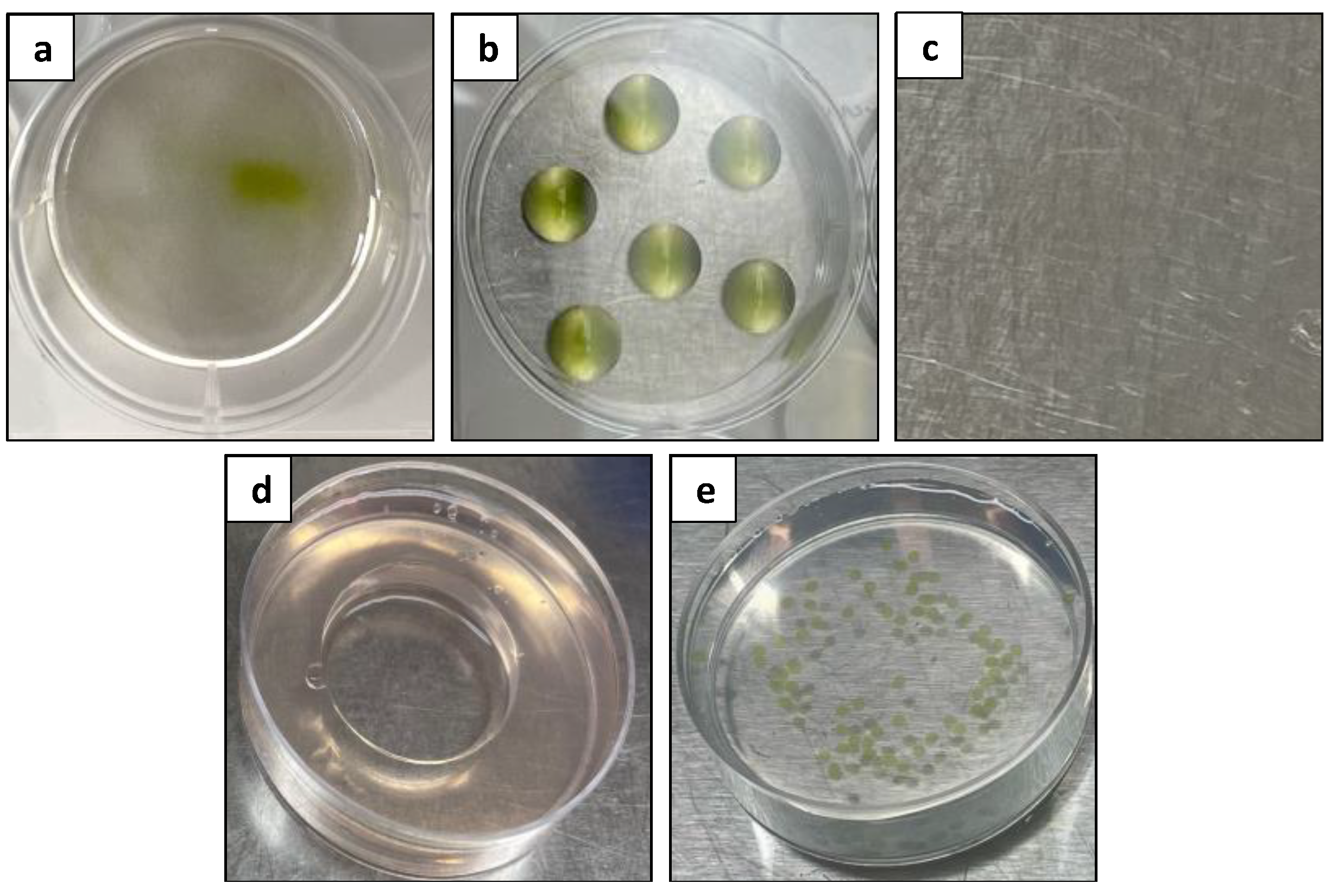 Plants 13 00040 g006