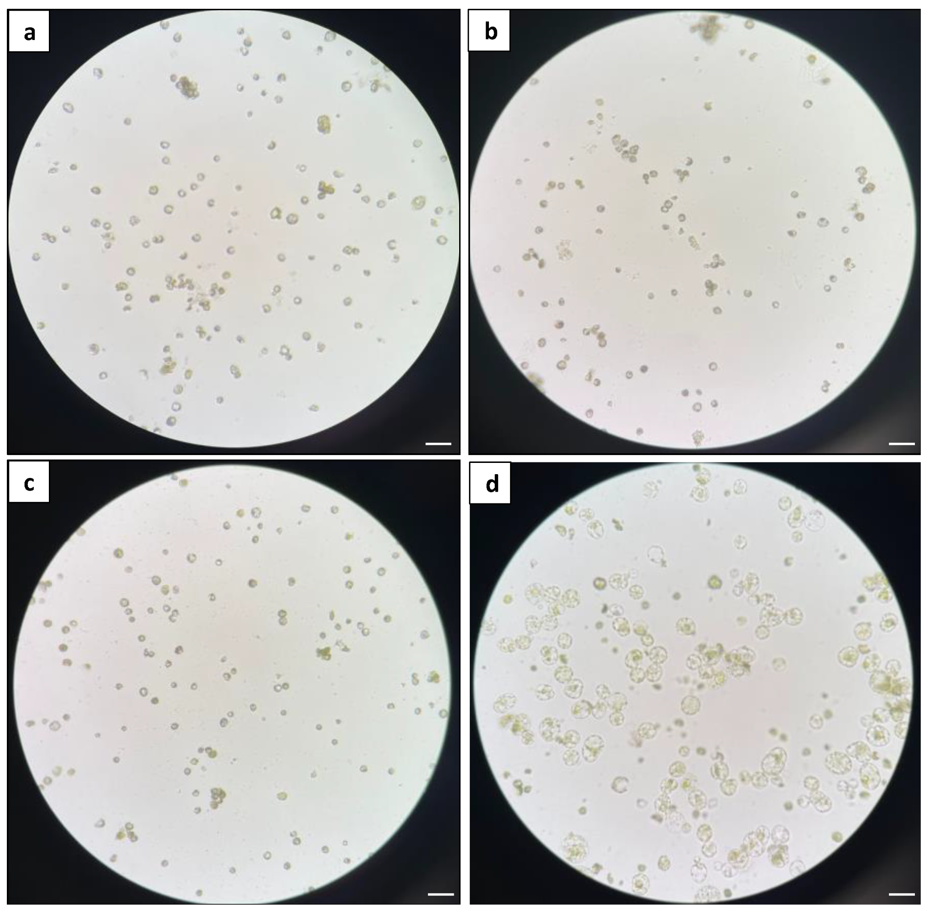 Plants 13 00040 g007