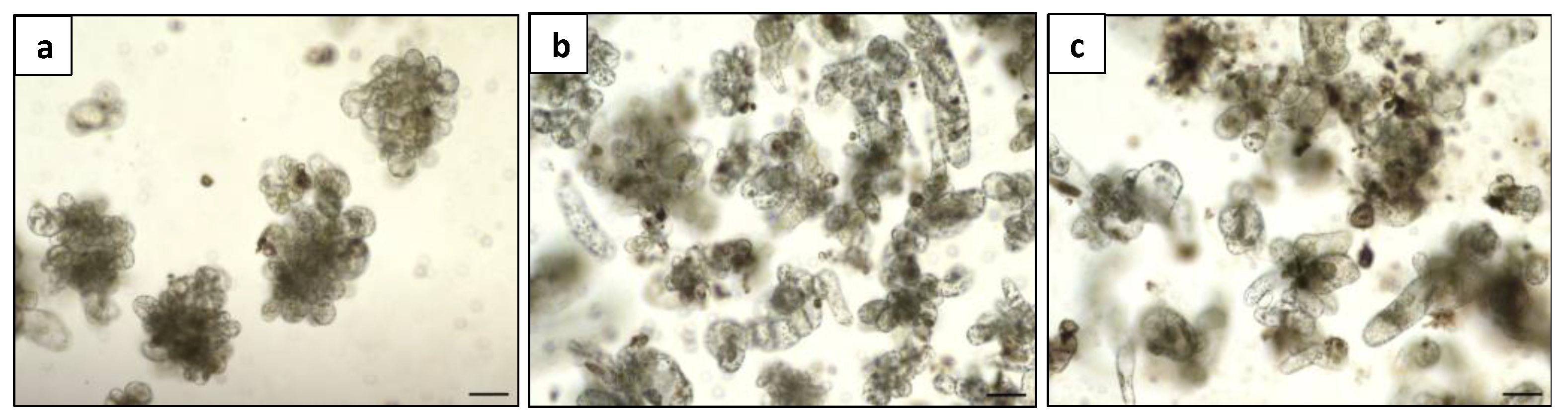 Plants 13 00040 g008