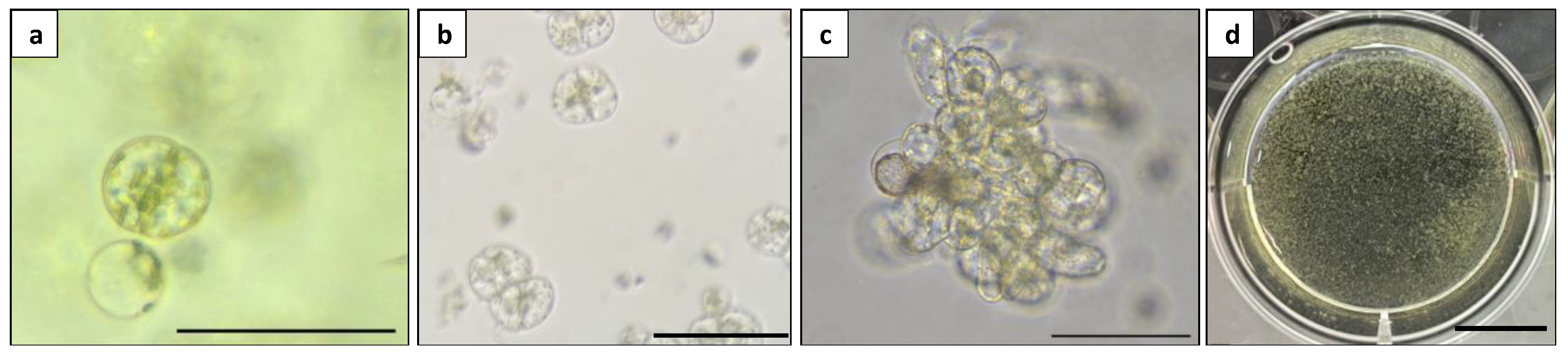 Plants 13 00040 g009