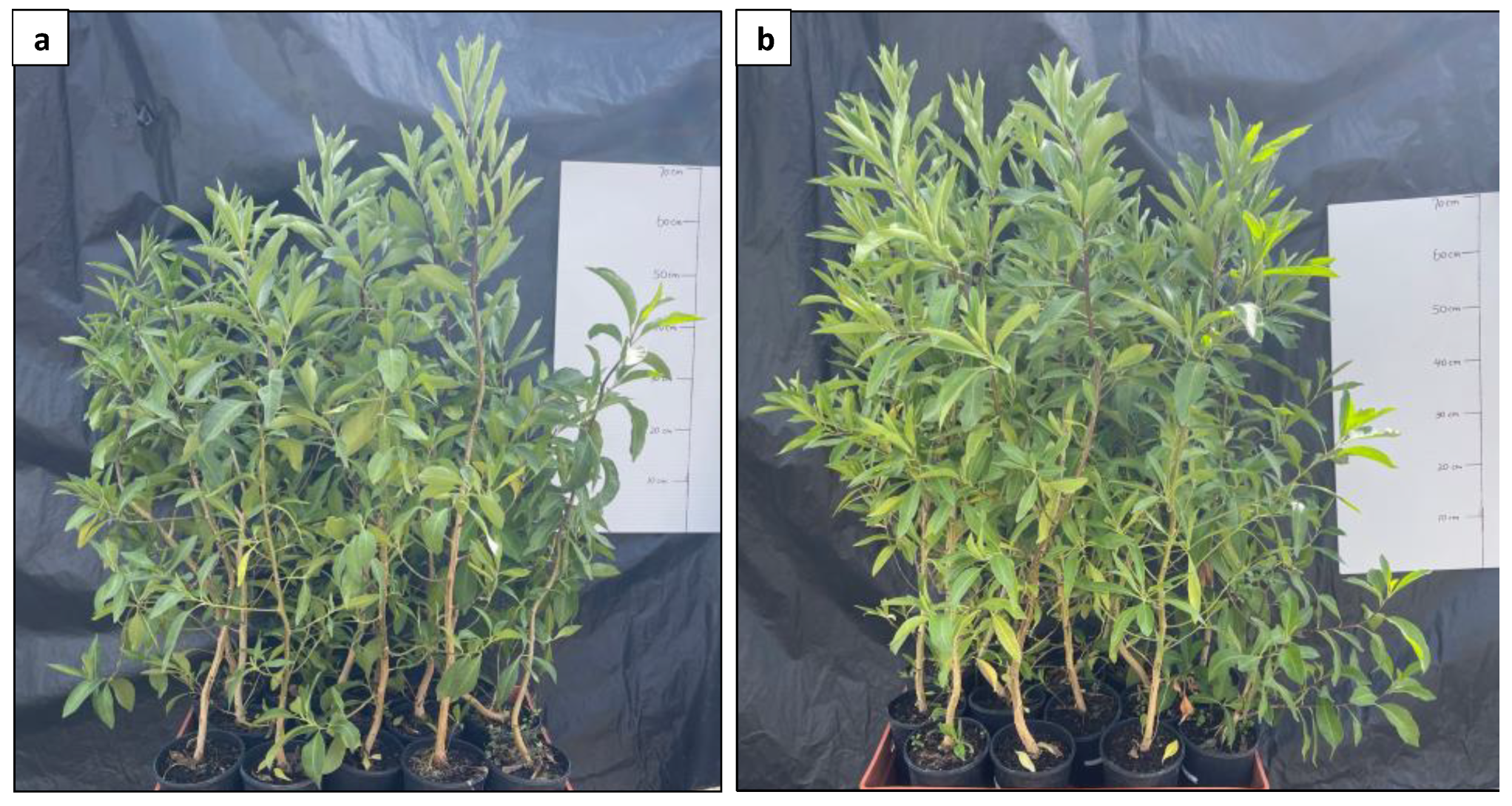 Plants 13 00040 g014