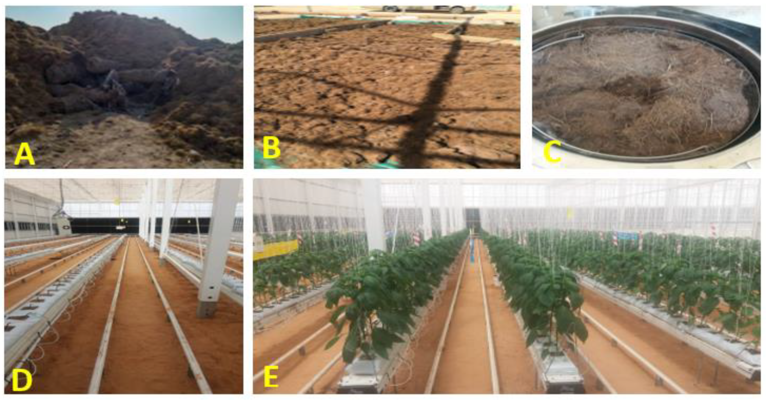 Plants 13 00044 sch001