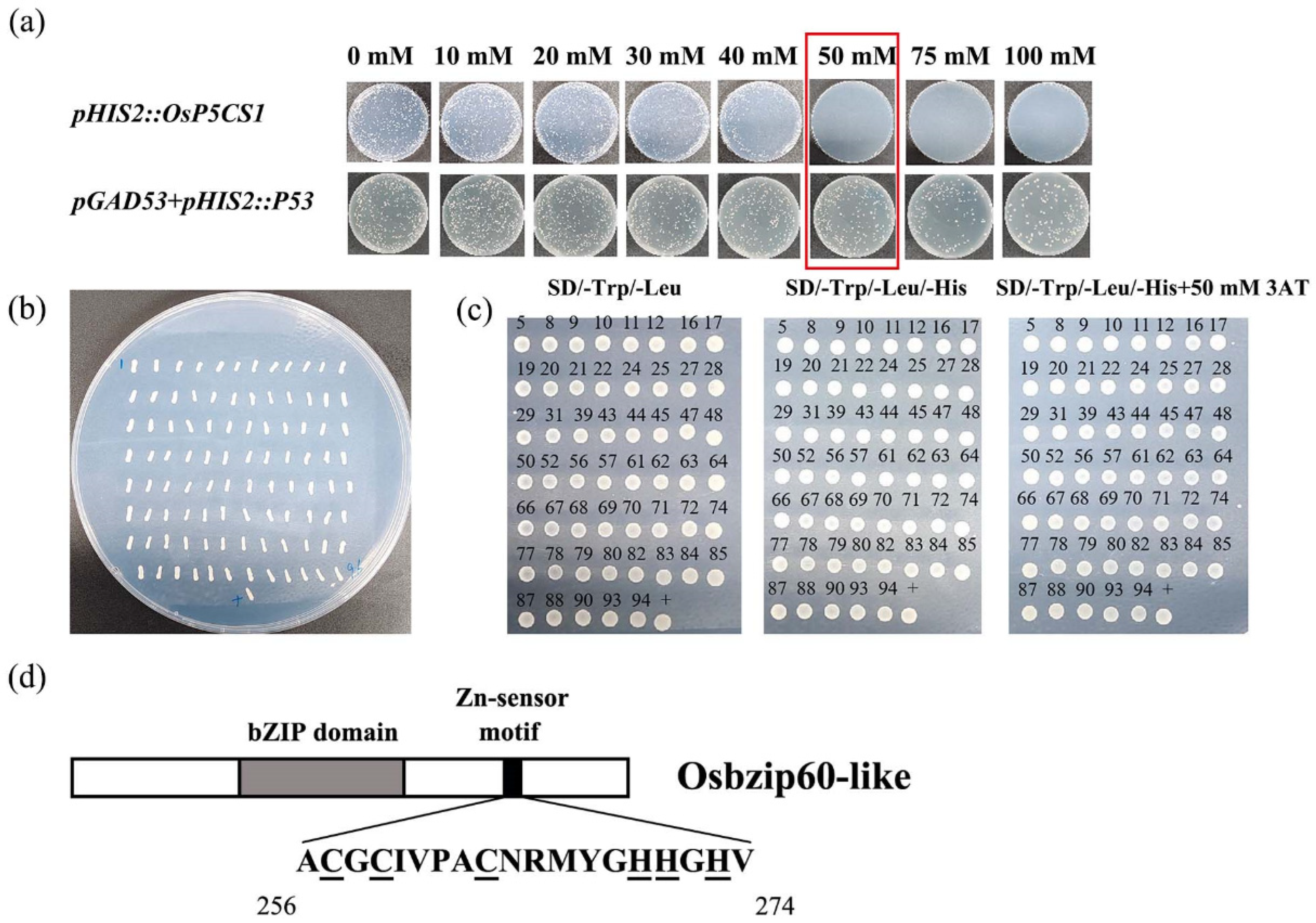 Plants 13 00049 g003 Plants 13 00049 g003