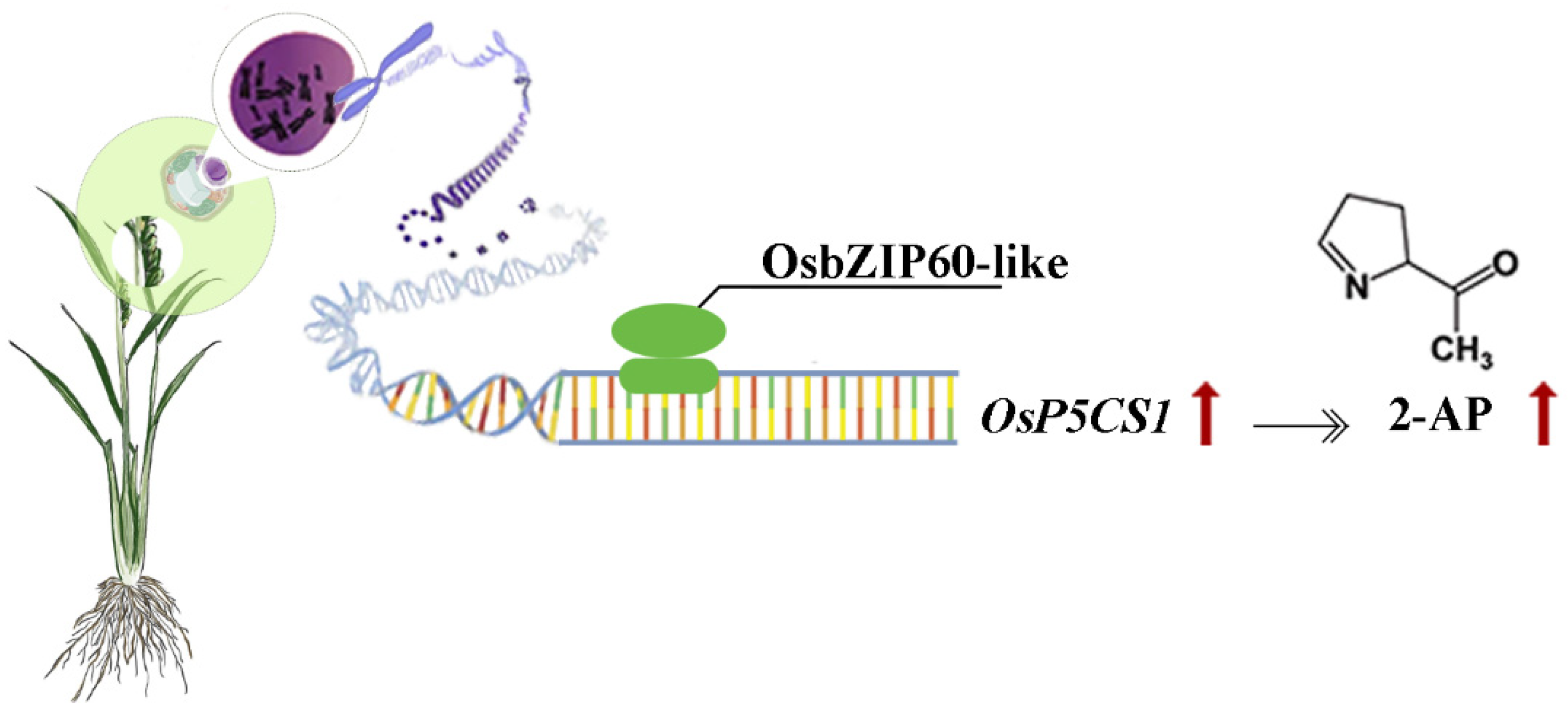 Plants 13 00049 g008 Plants 13 00049 g008