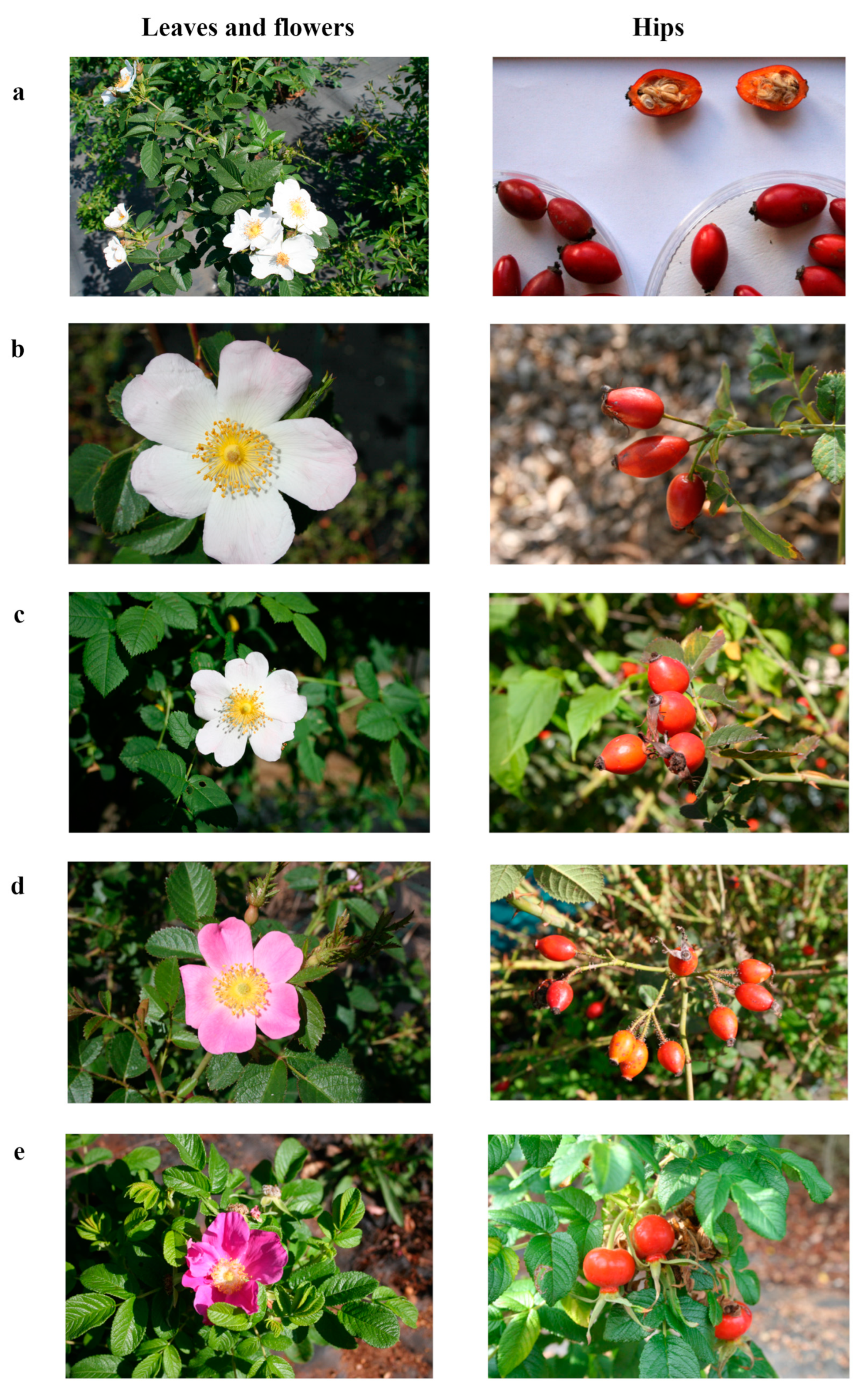 Plants 13 00053 g001