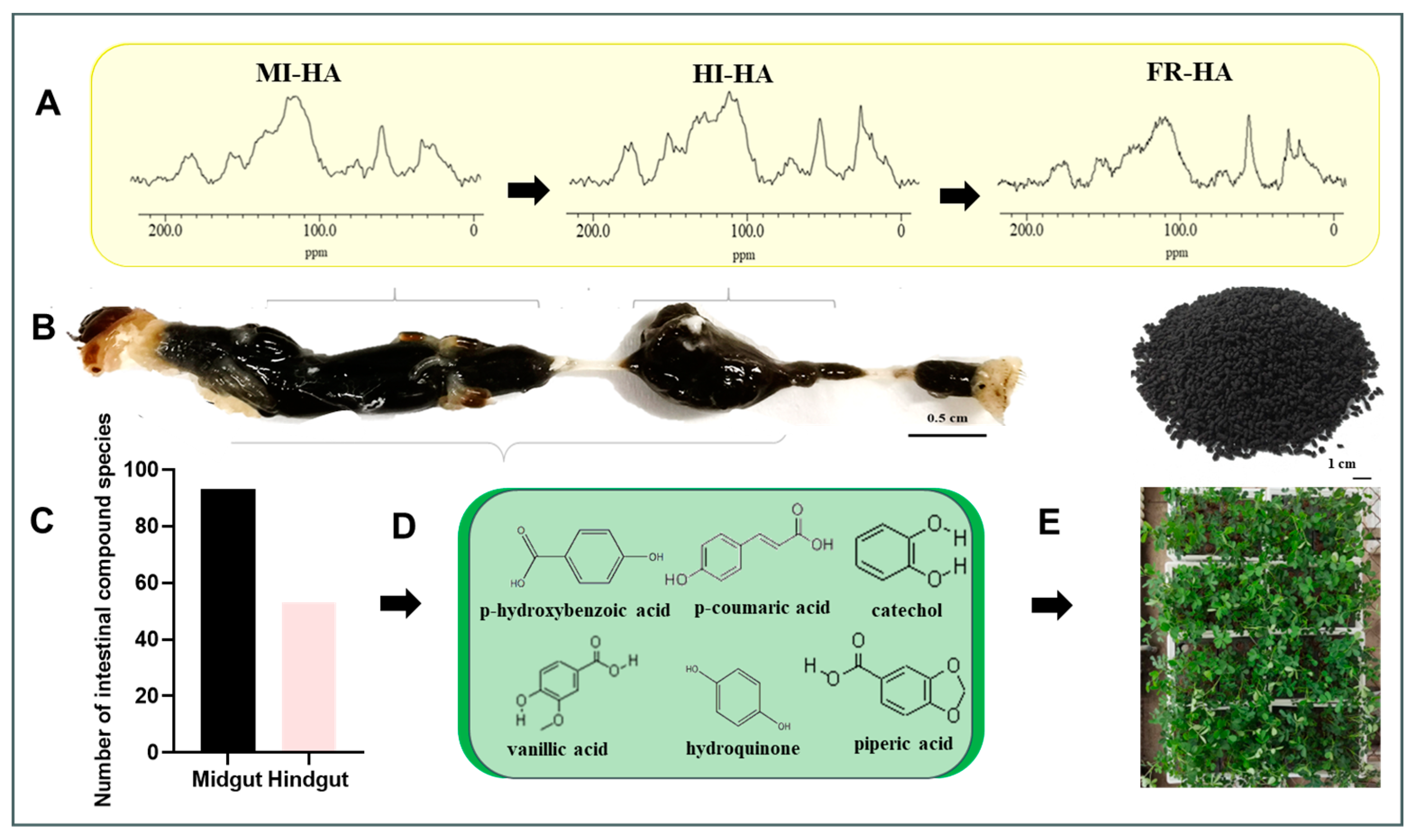 Plants 13 00056 g001