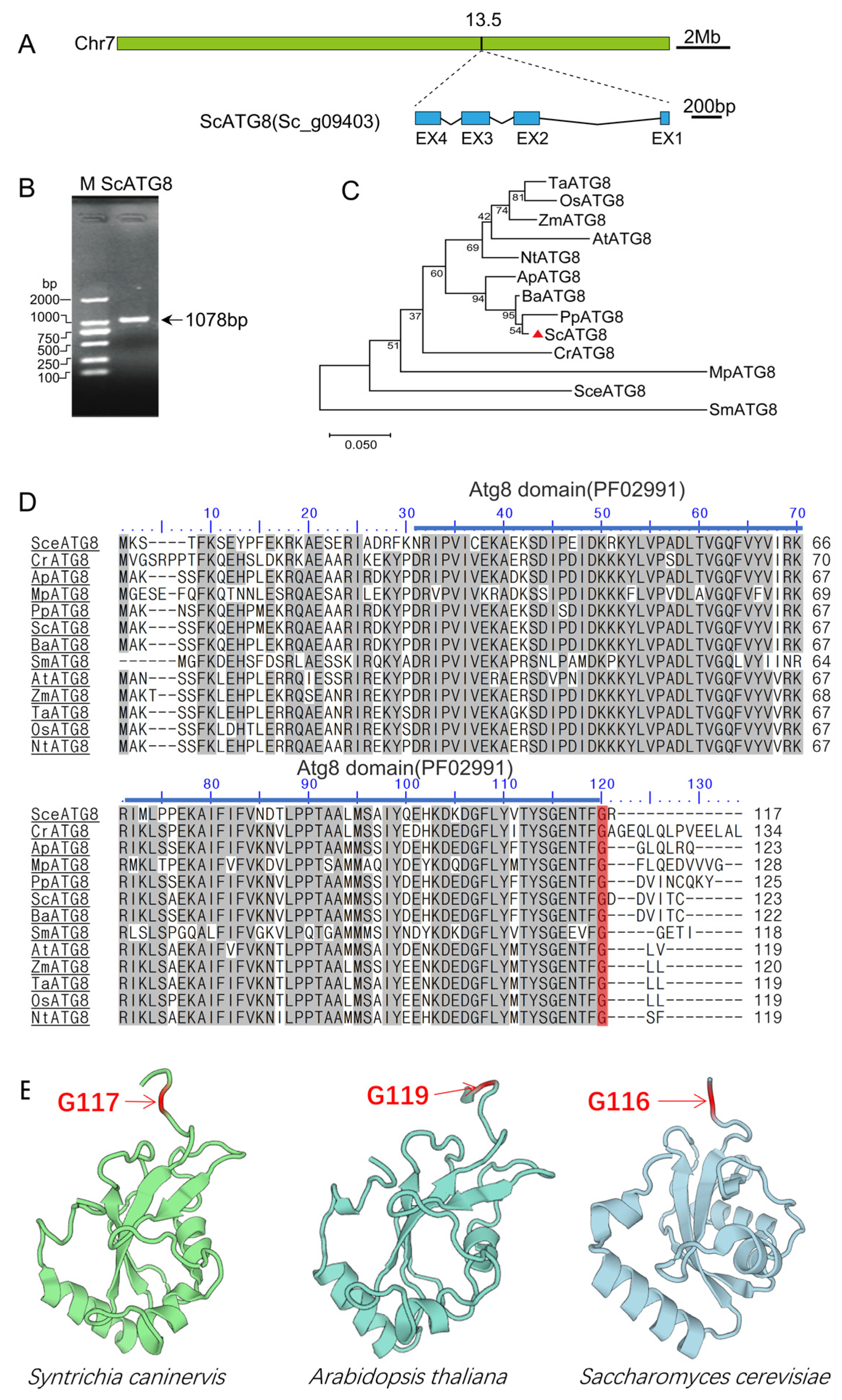 Plants 13 00059 g001