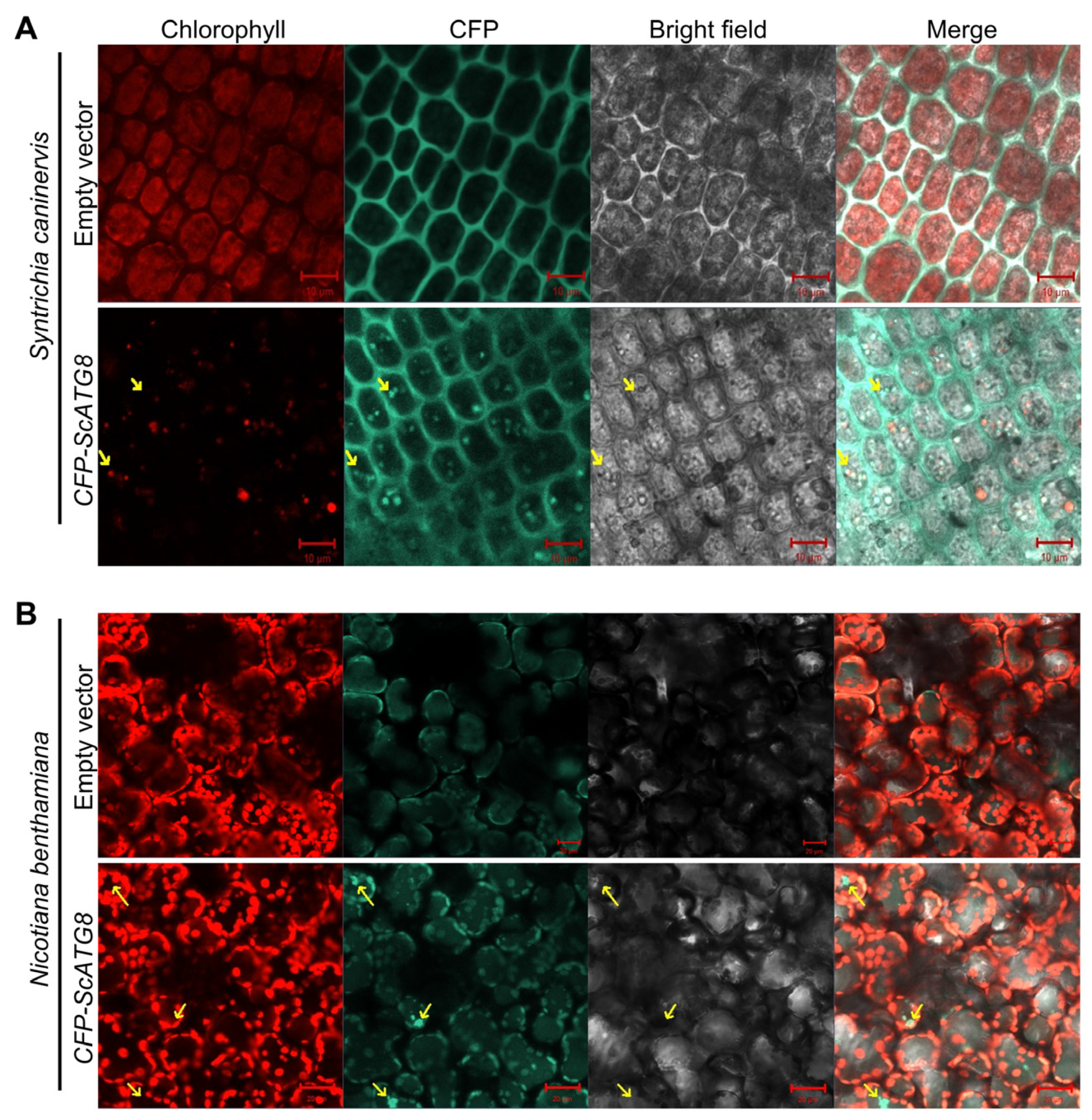 Plants 13 00059 g003