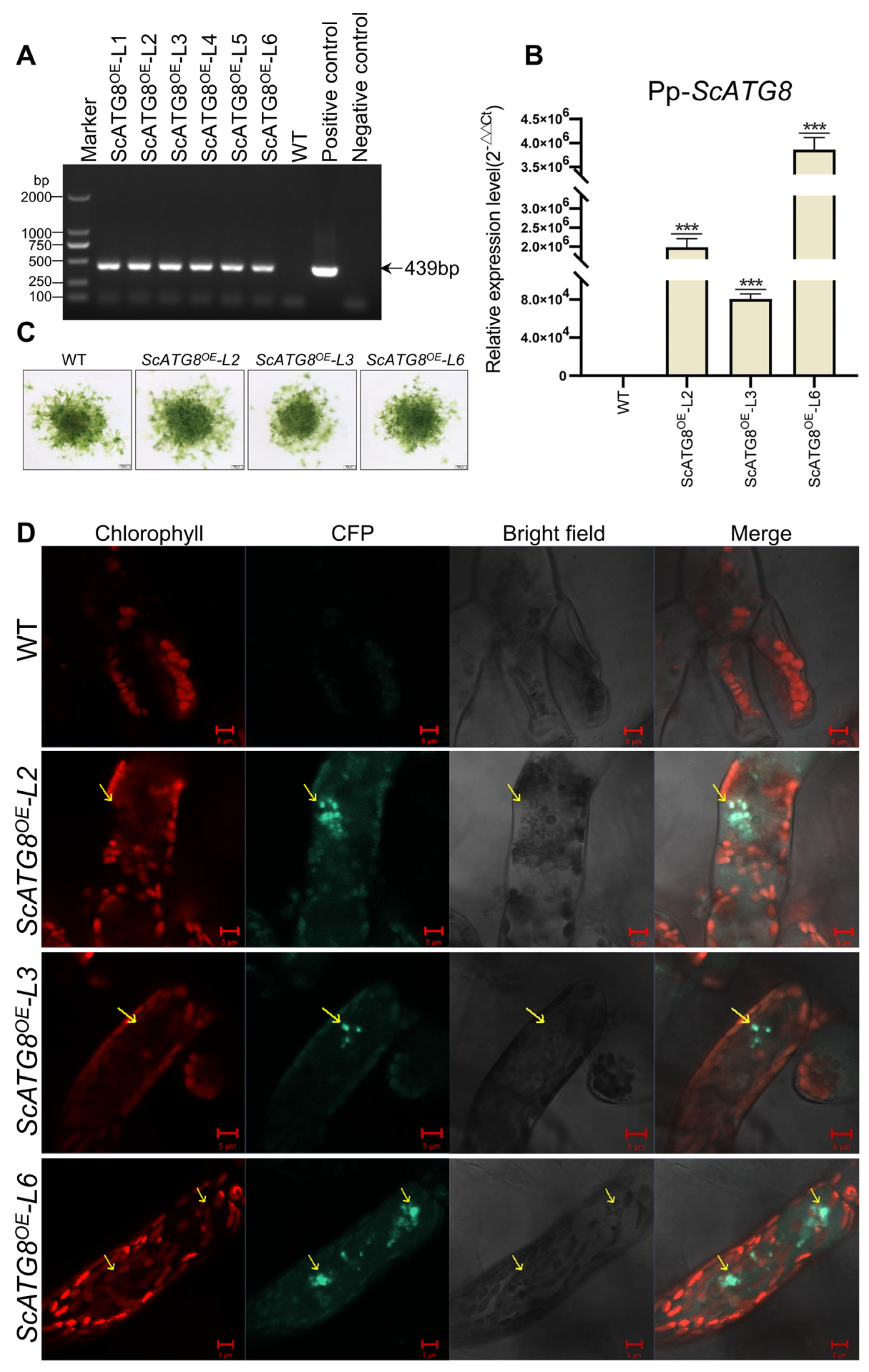 Plants 13 00059 g006