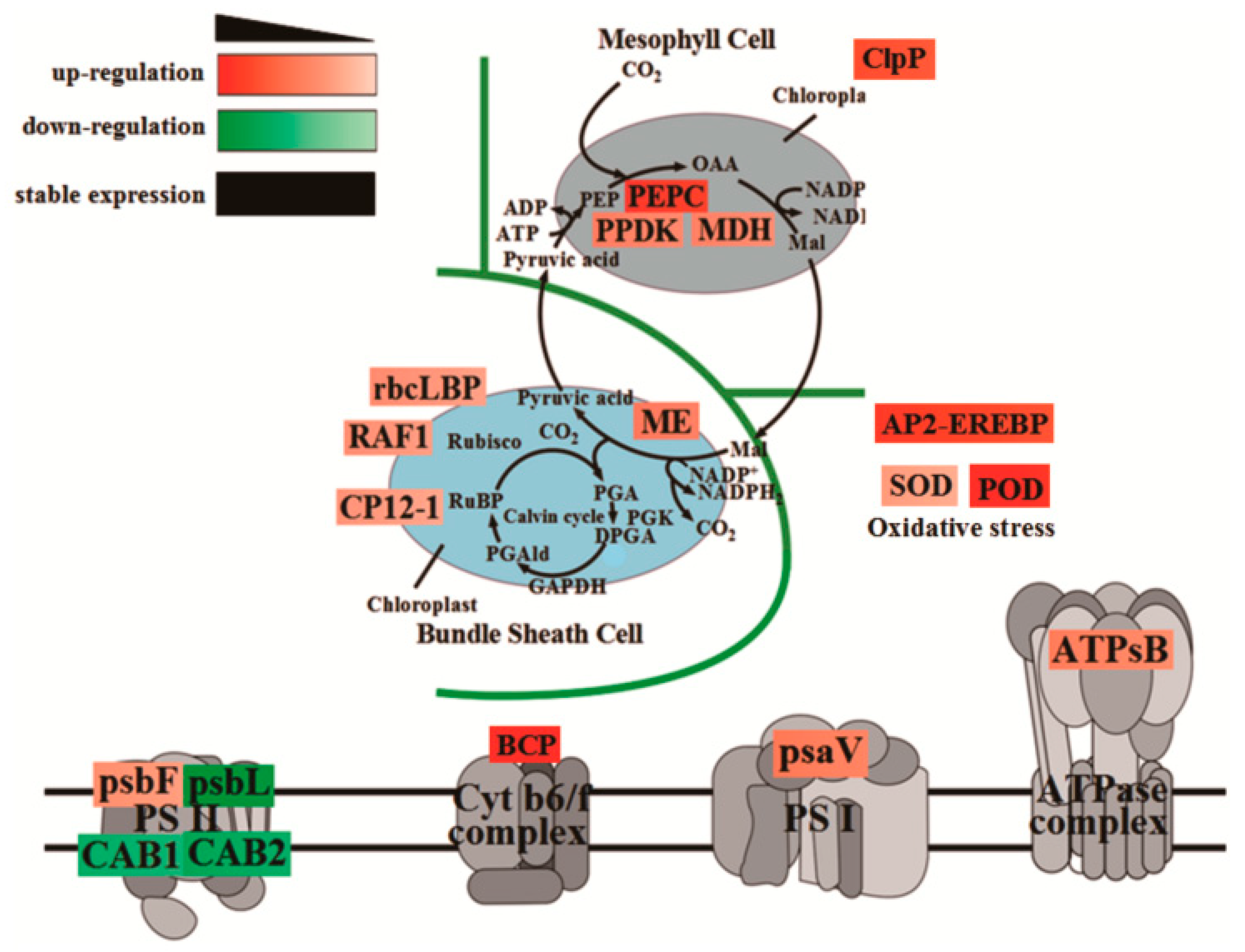 Plants 13 00065 g008