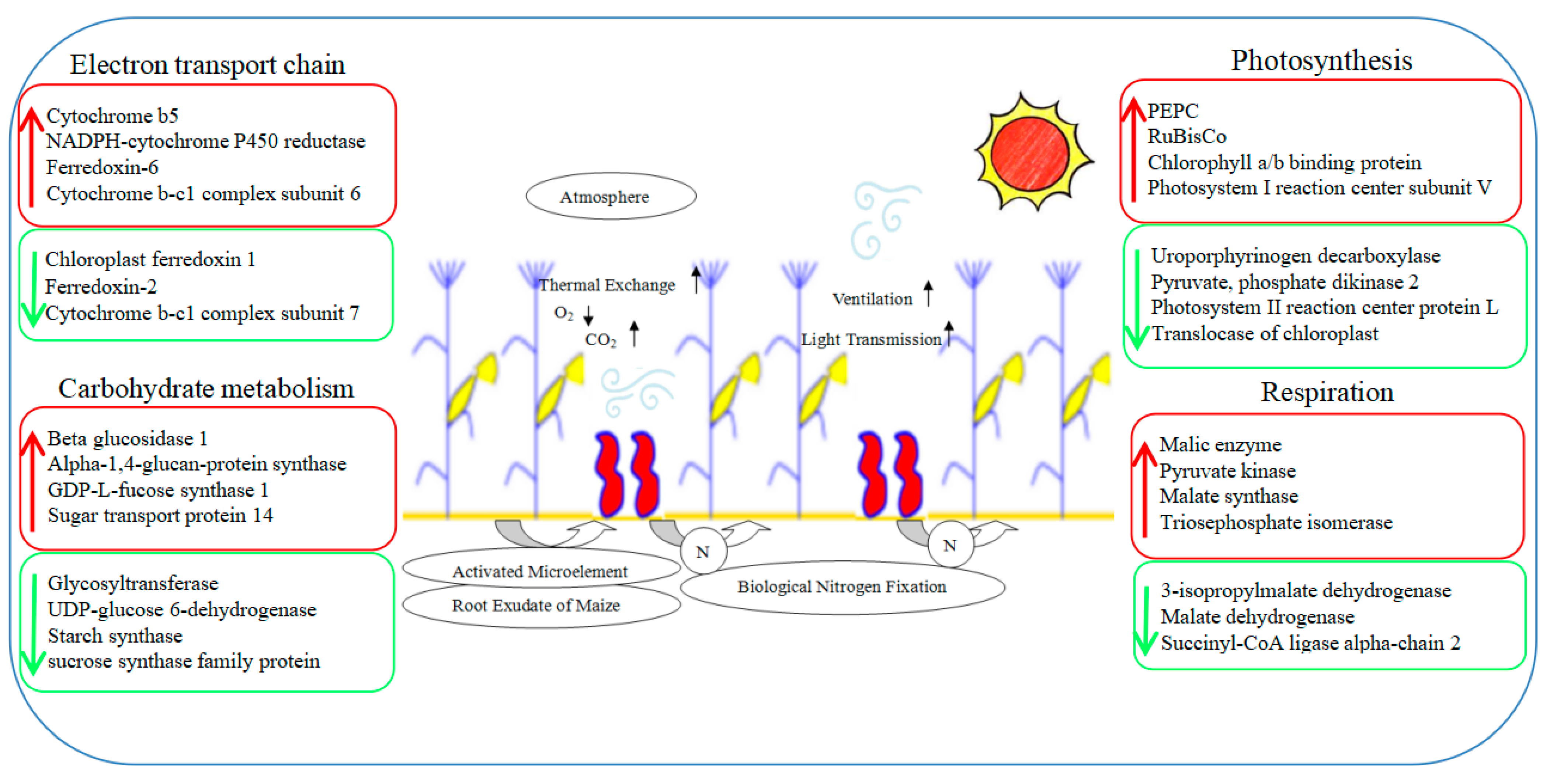 Plants 13 00065 g011
