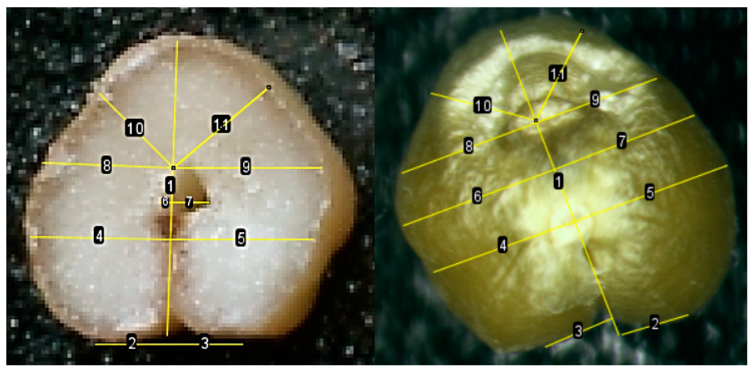 Plants 13 00073 g003