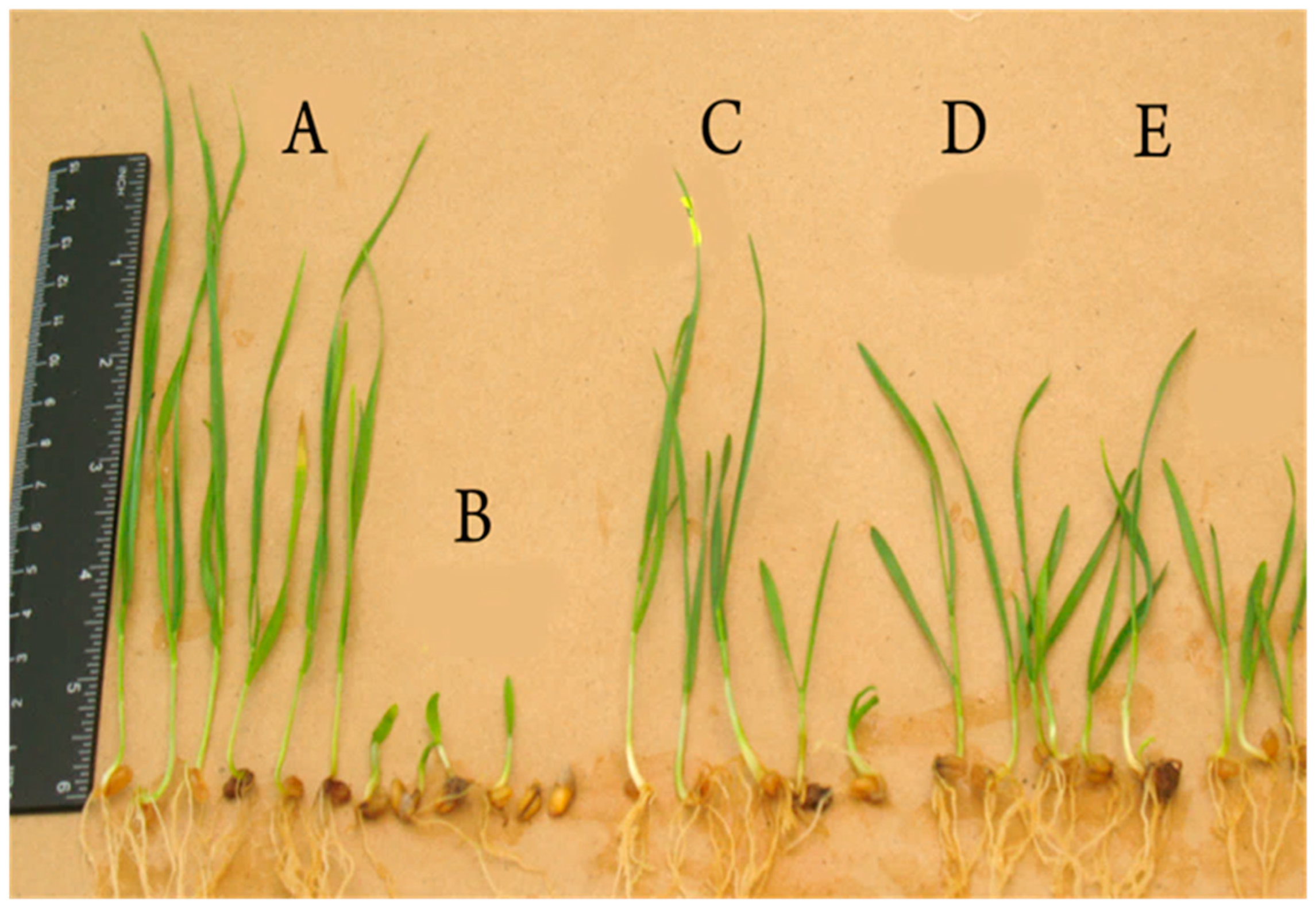 Plants 13 00075 g005