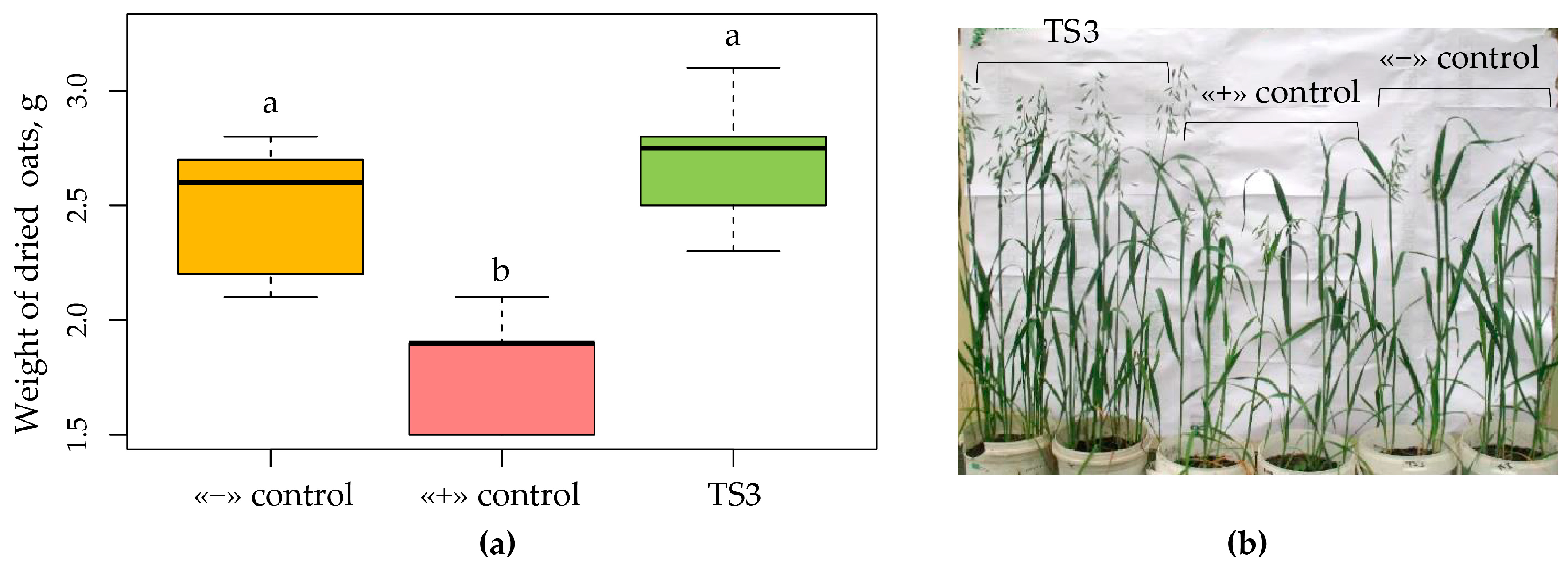 Plants 13 00075 g007