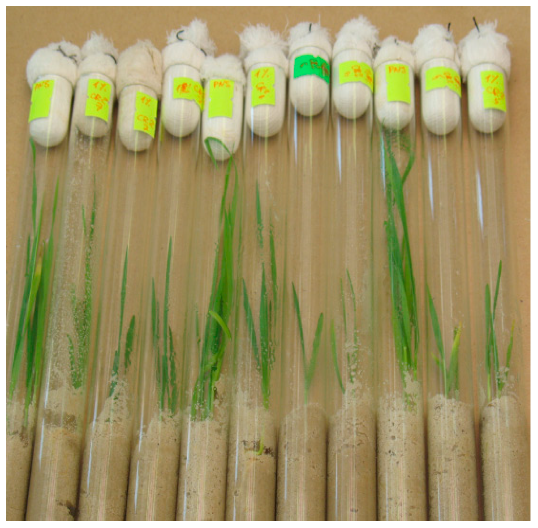 Plants 13 00075 g010