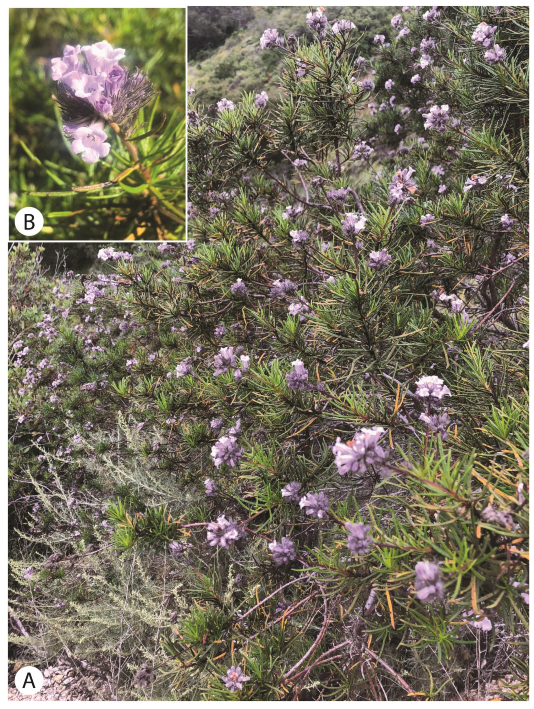 Plants 13 00090 g002 Plants 13 00090 g002