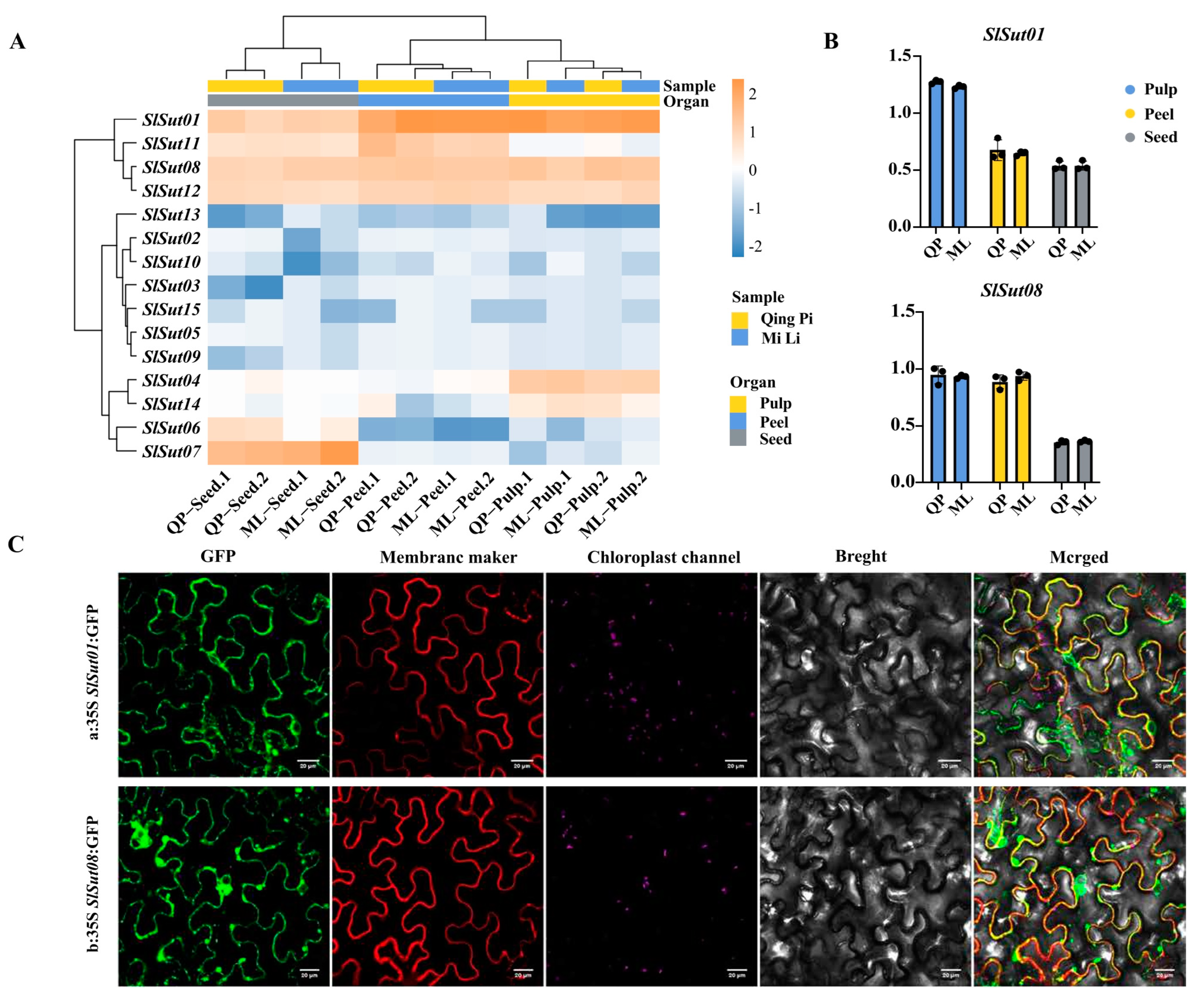 Plants 13 00095 g006