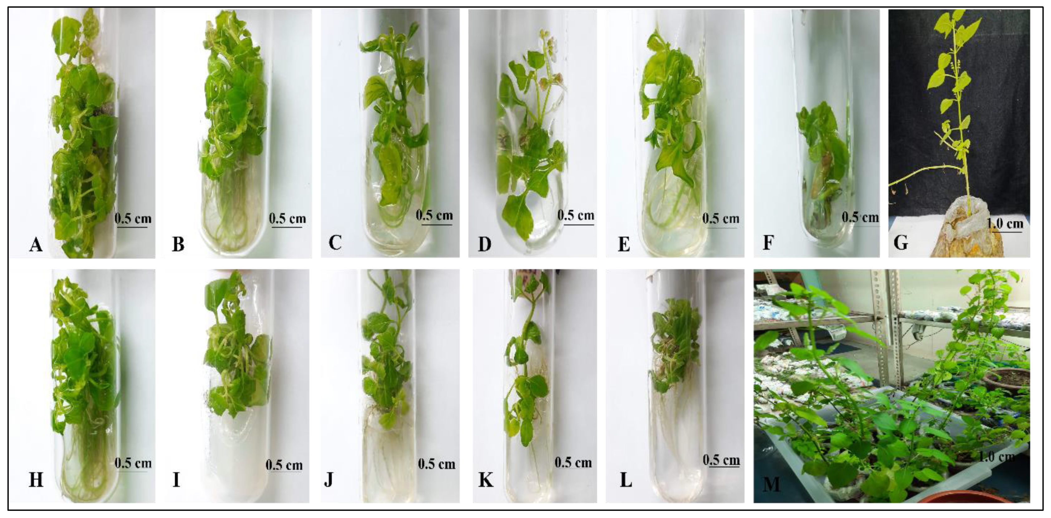 Plants 13 00098 g001