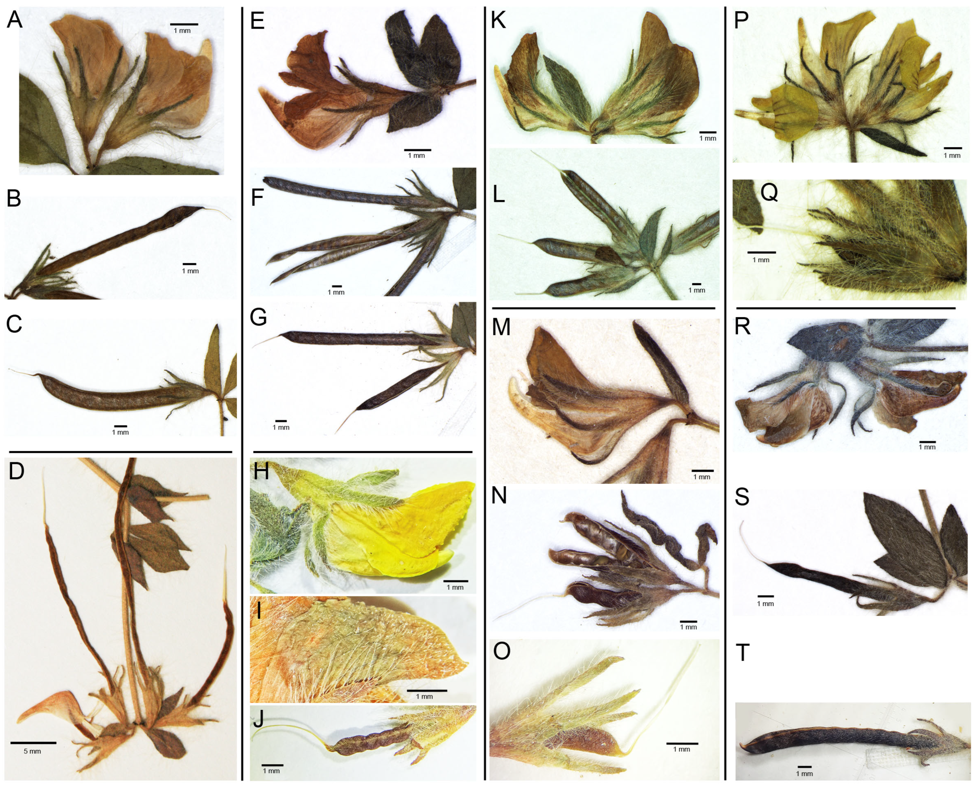 Plants 13 00101 g001