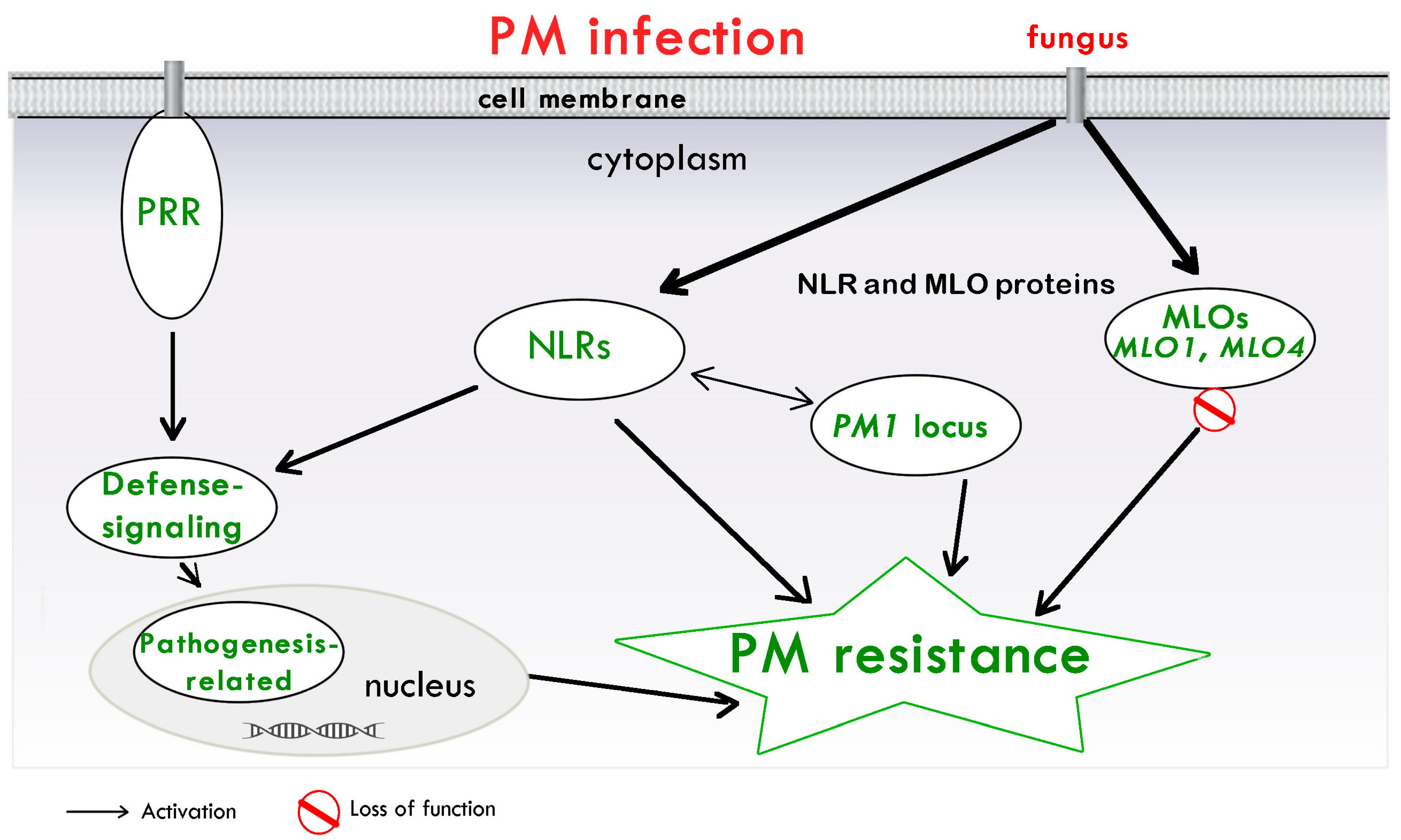 Plants 13 00105 g001