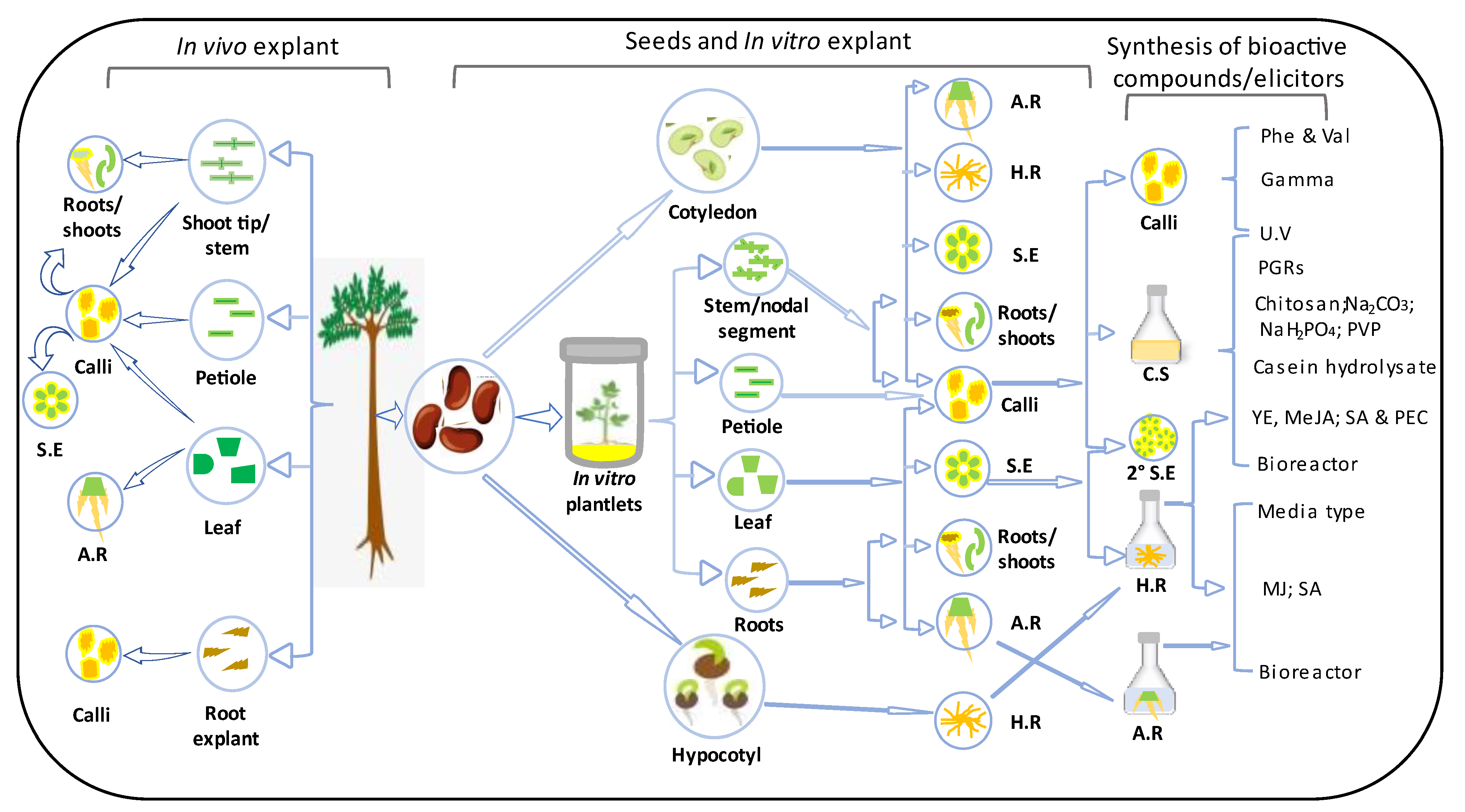 Plants 13 00107 g002