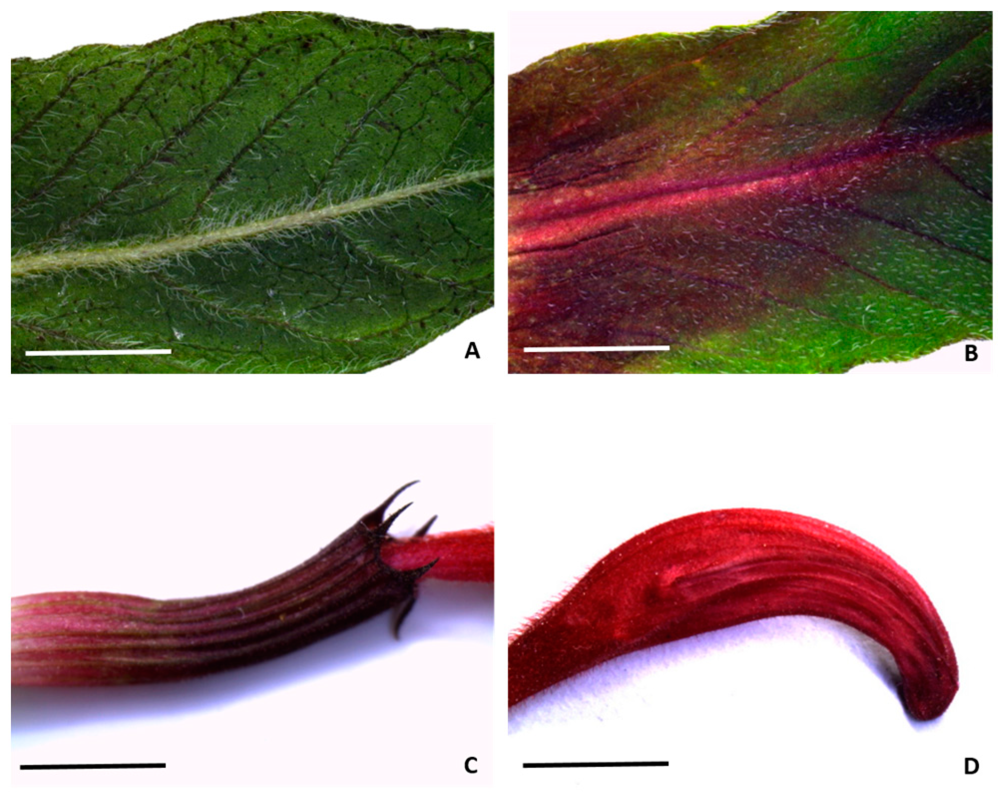 Plants 13 00112 g001