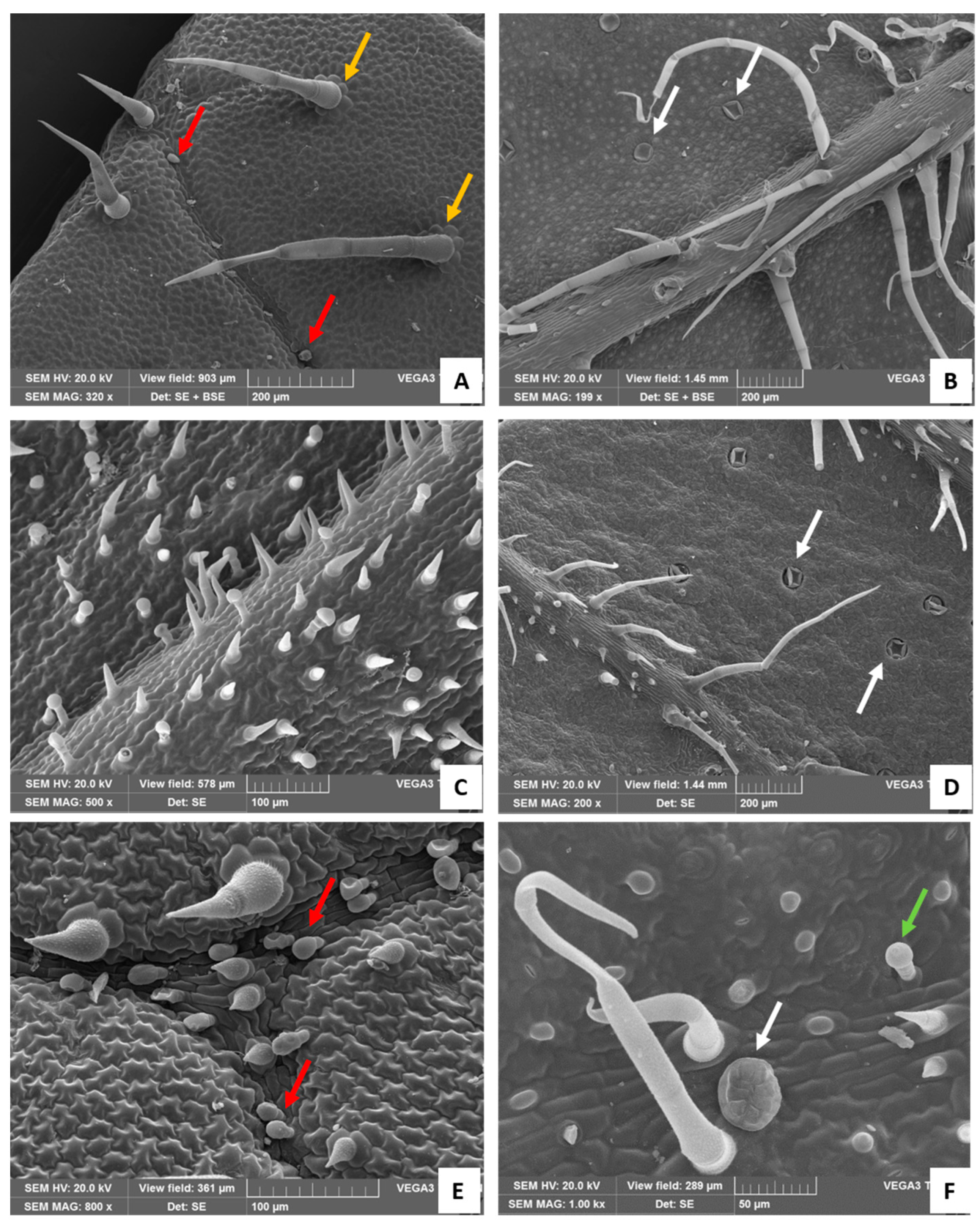 Plants 13 00112 g003