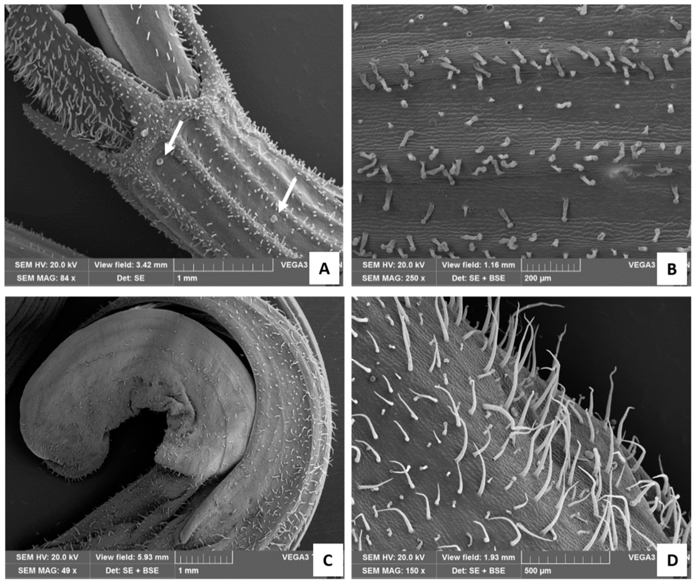 Plants 13 00112 g004