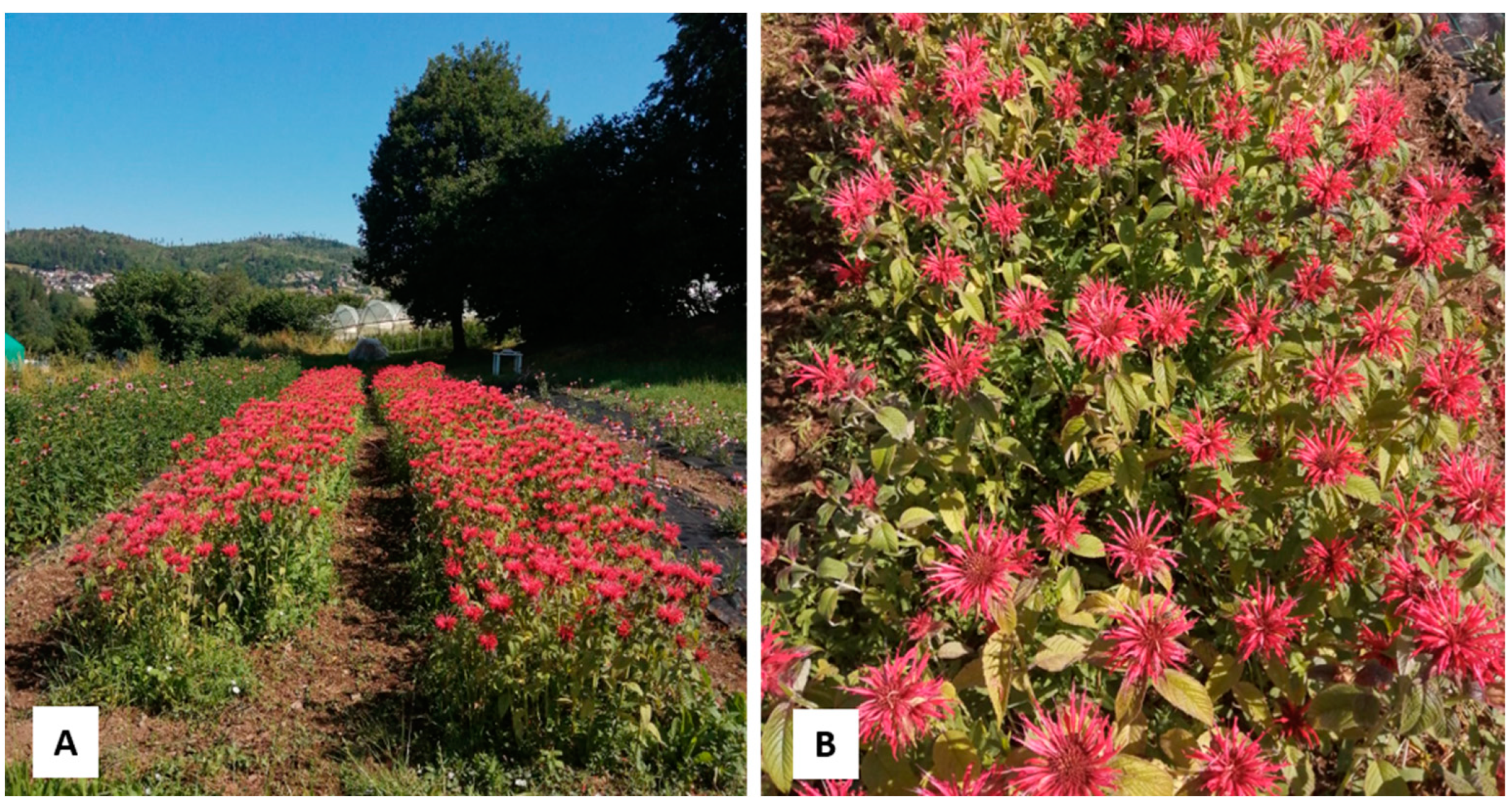 Plants 13 00112 g009