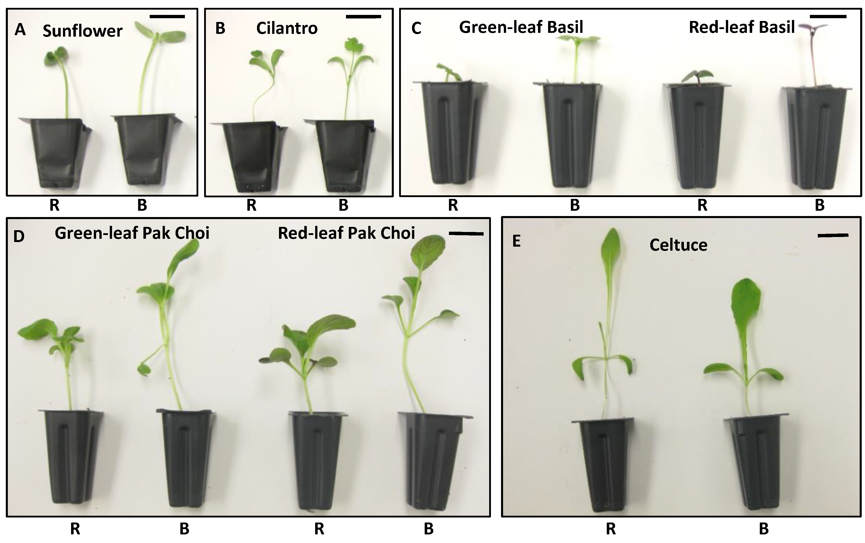 Plants 13 00115 g002