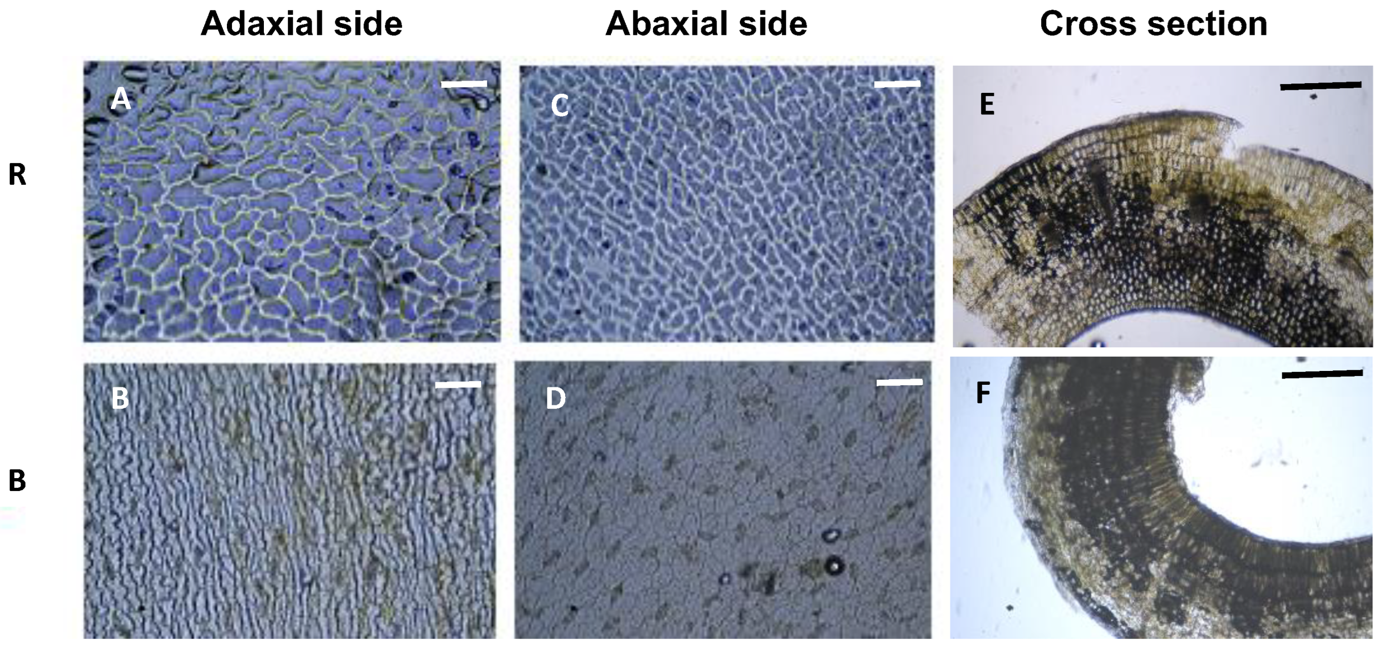 Plants 13 00115 g005