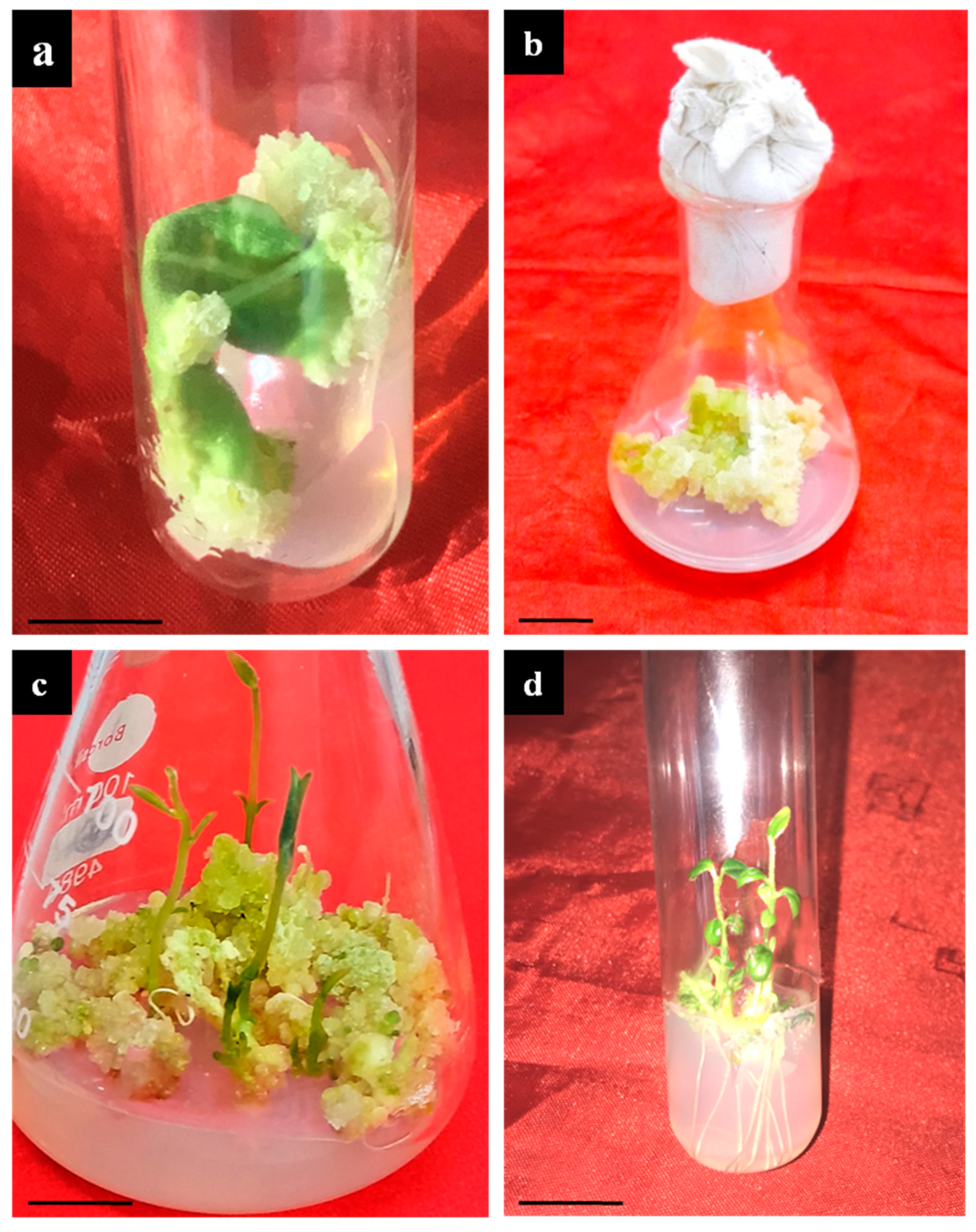 Plants 13 00122 g001